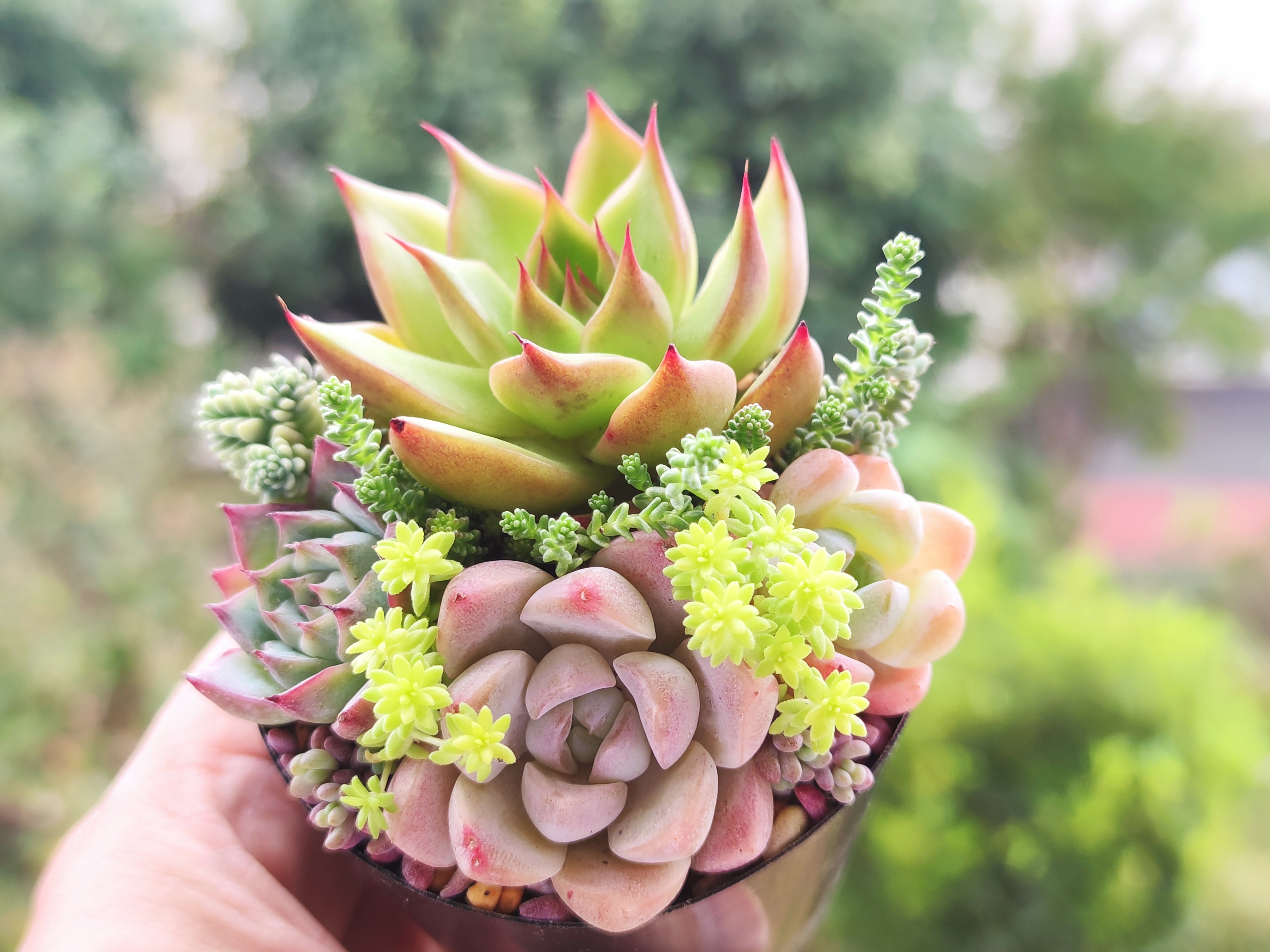 多肉植物の ”寄植え” 育て方 ｜ゆういち