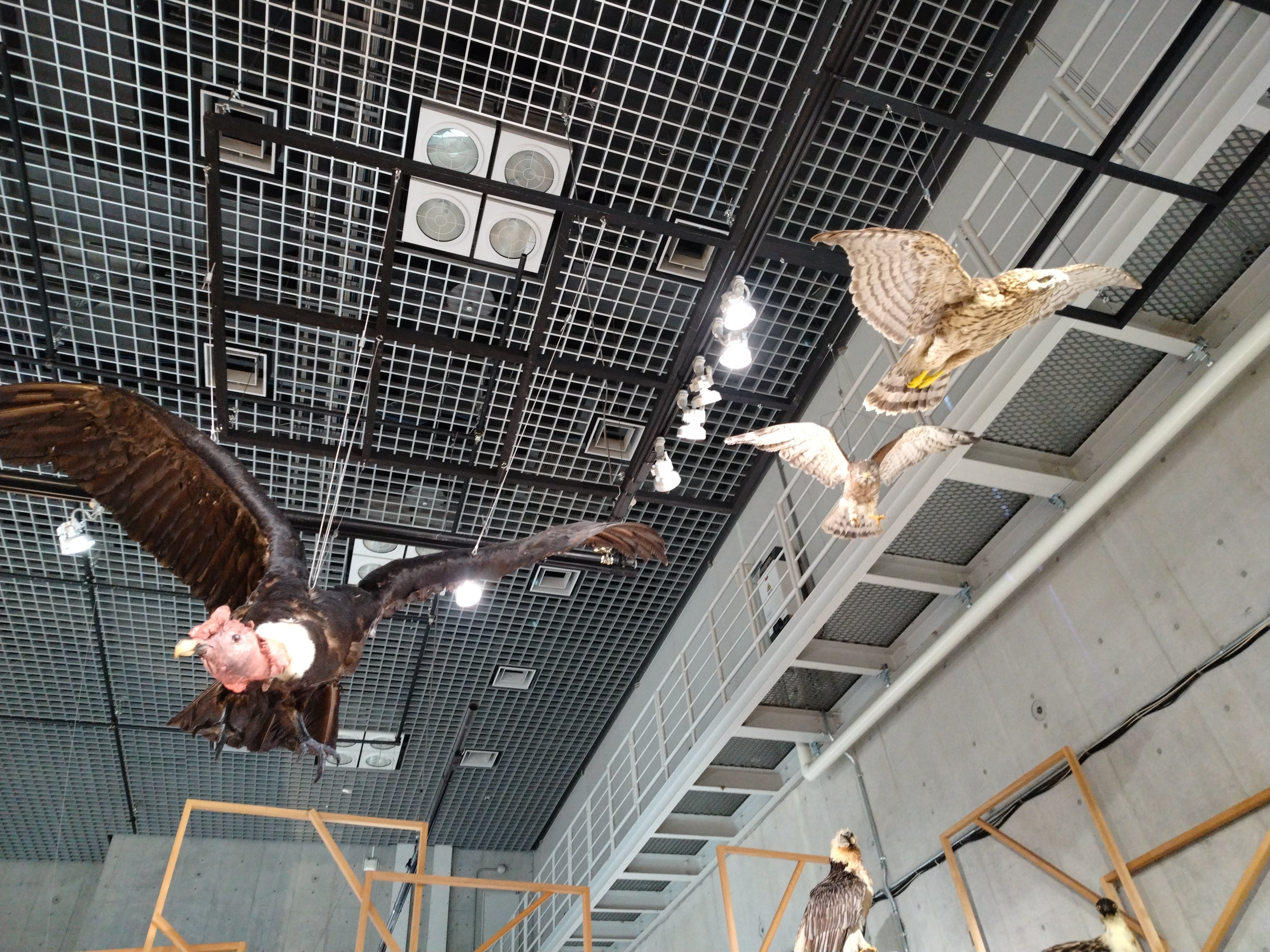 ちょっと斜めな「鳥展」レポート。｜ちる@鳥見の時間