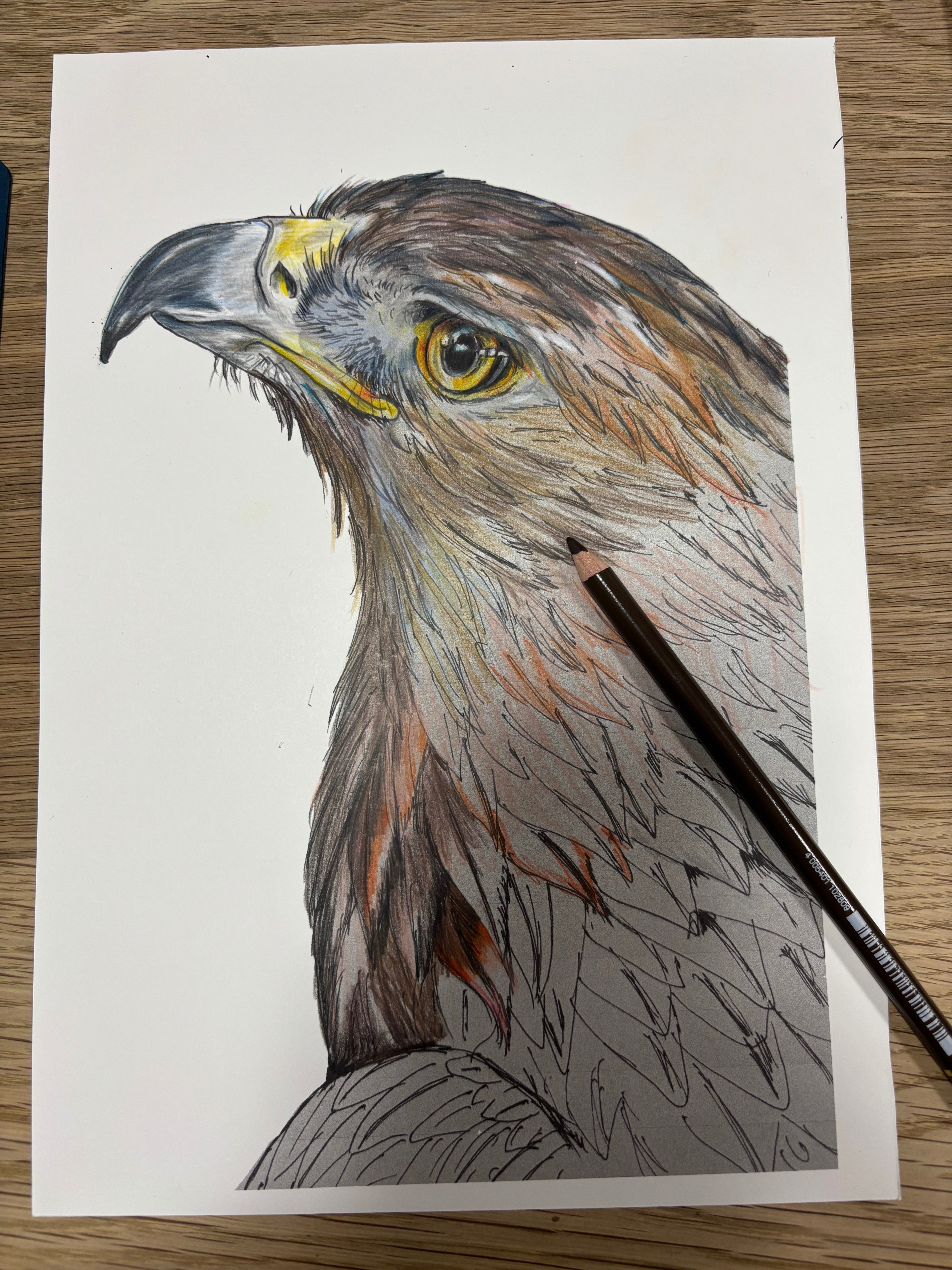 鳥の絵を載せるだけの日 27(＋おまけの塗り絵)｜橘鶫