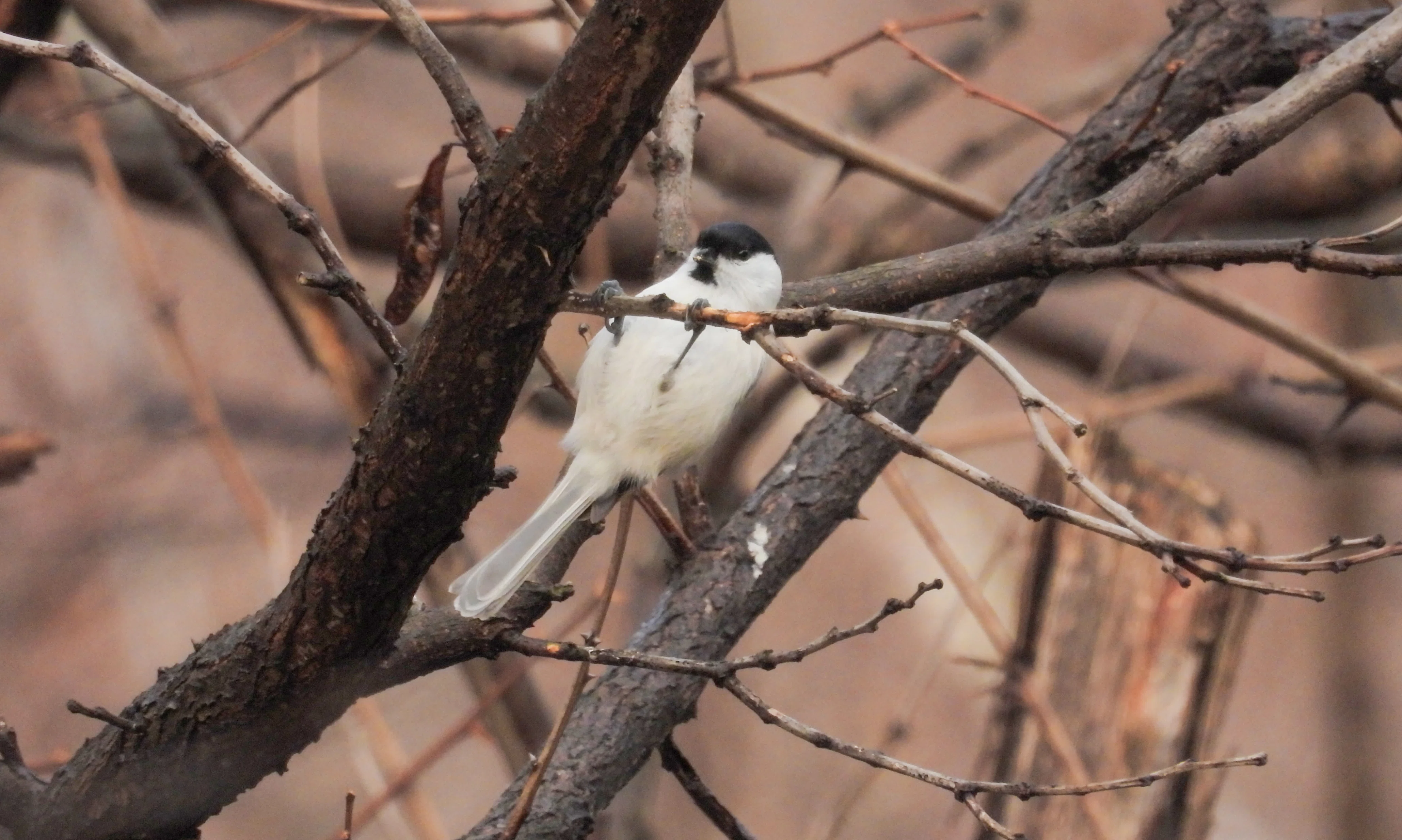 札幌探鳥旅行2日目｜a little bird told me that
