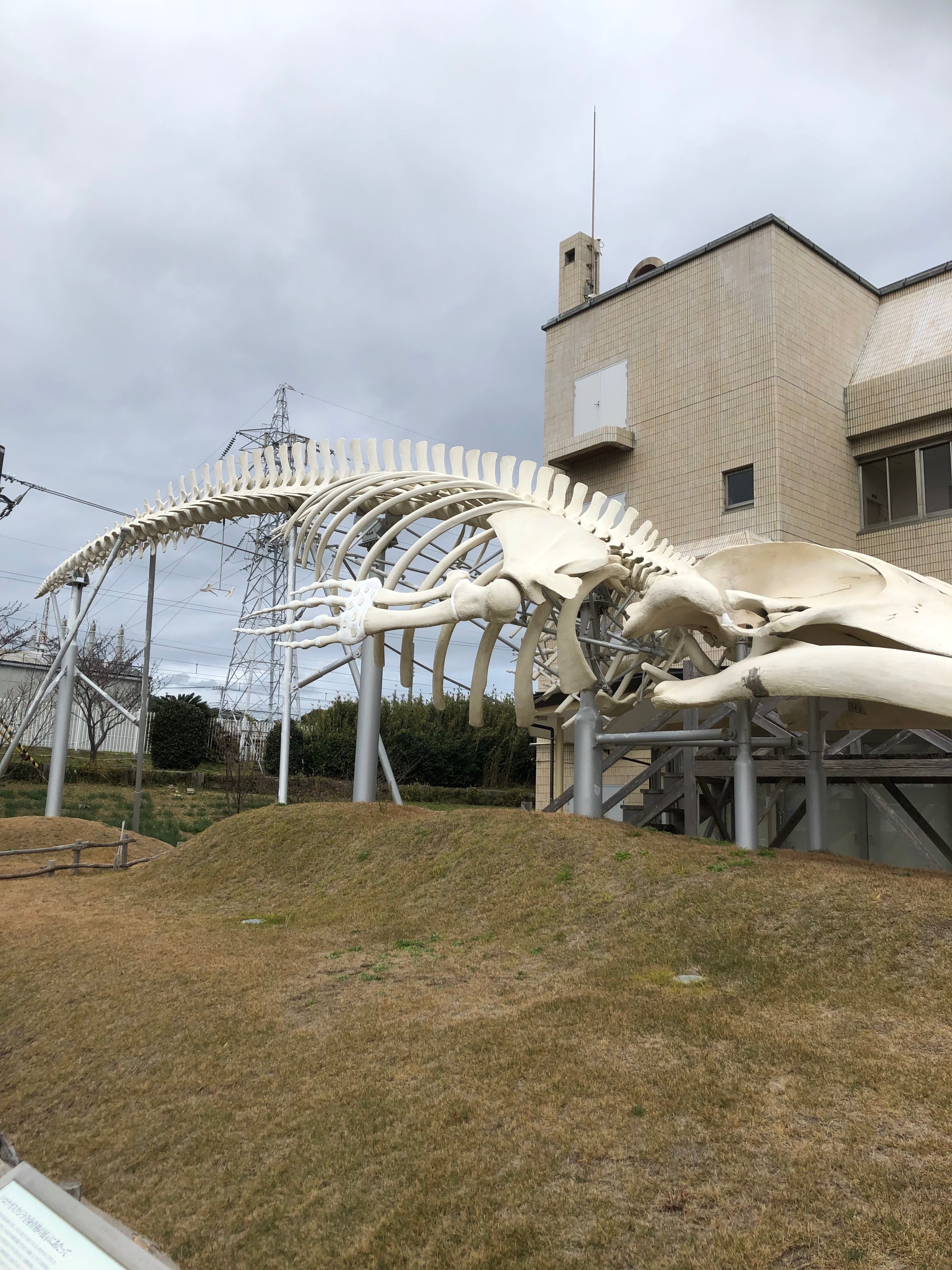 珍しい品　クジラ骨　鳥彫刻 新製品情報も満載 クジラ 骨 鯨骨 オーナメント・オブジェ