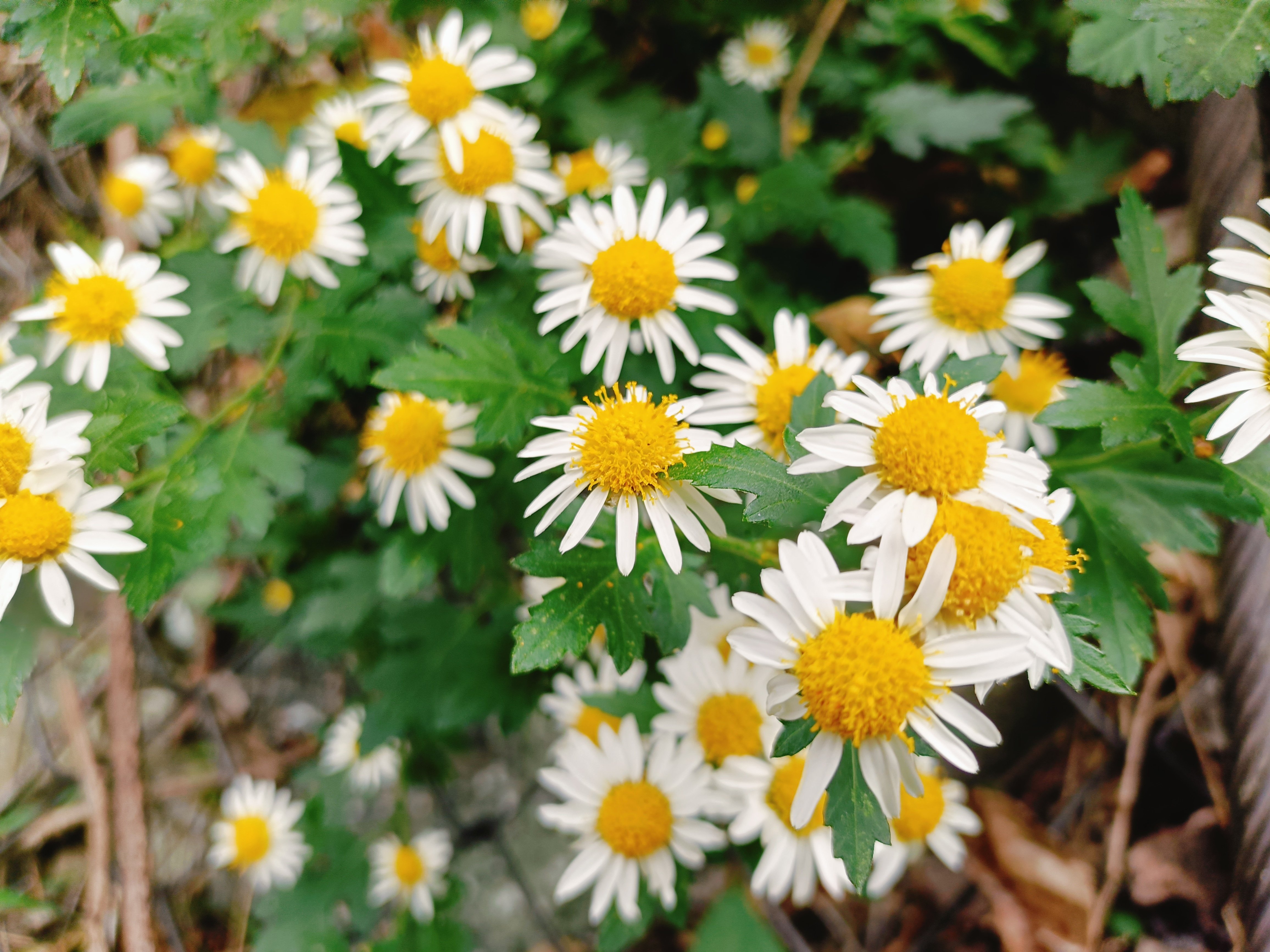 【未開封】白菊と黄菊ですが、それが何か 野菊が咲いてました｜あずさ