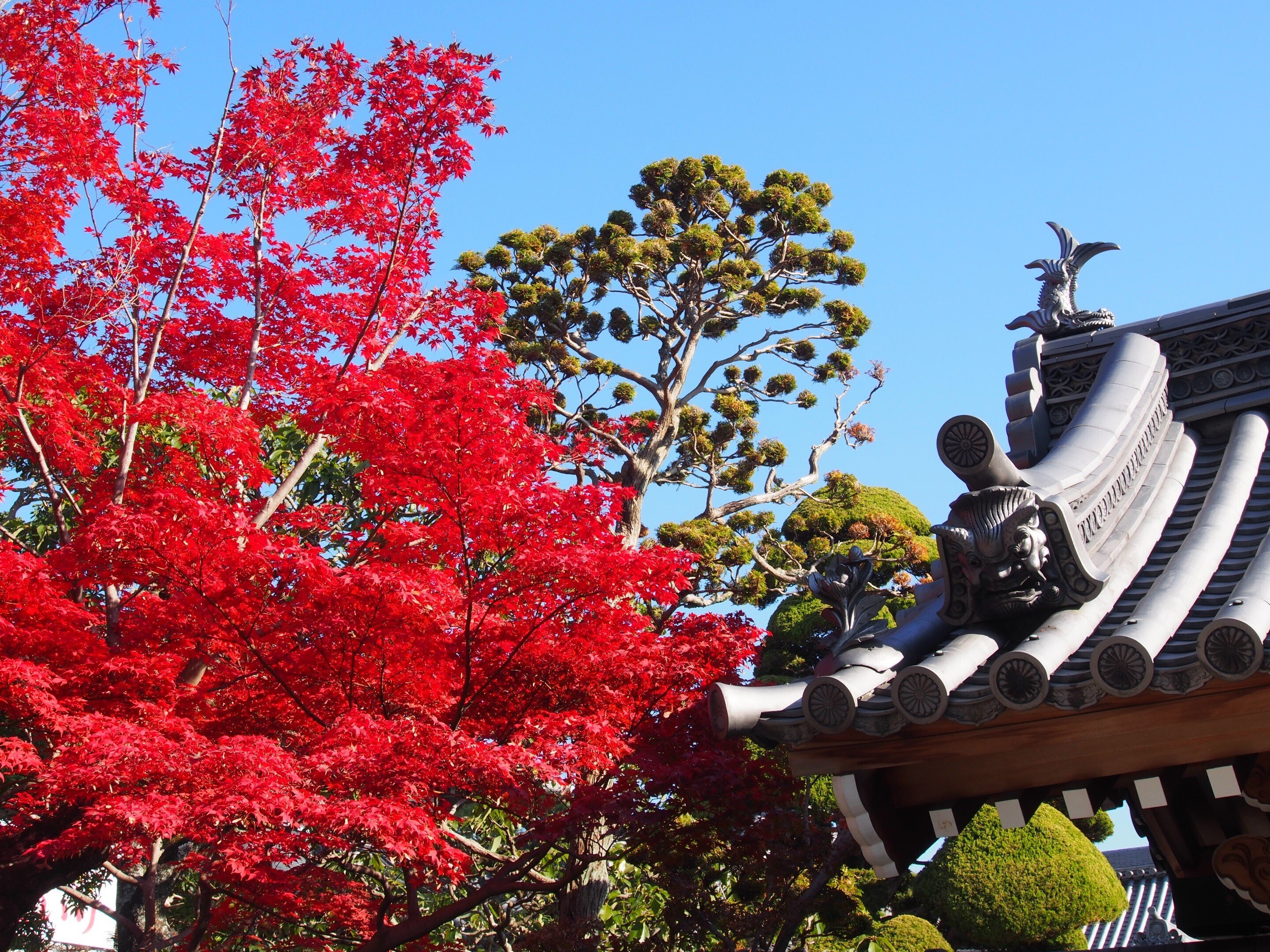宝塚市 中山寺2024年12月2日【紅葉】｜レタス