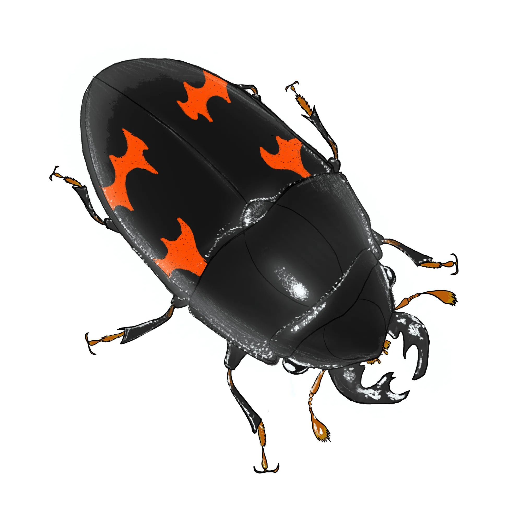 クワガタとテントウが合体したような昆虫で早口言葉｜6411radio