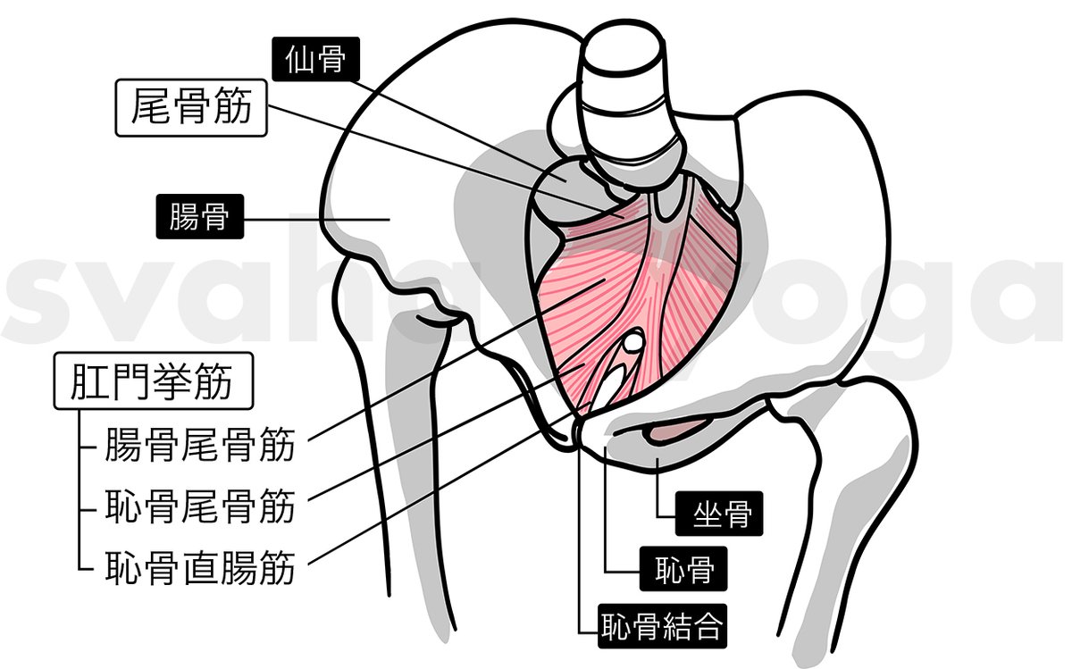括約筋 