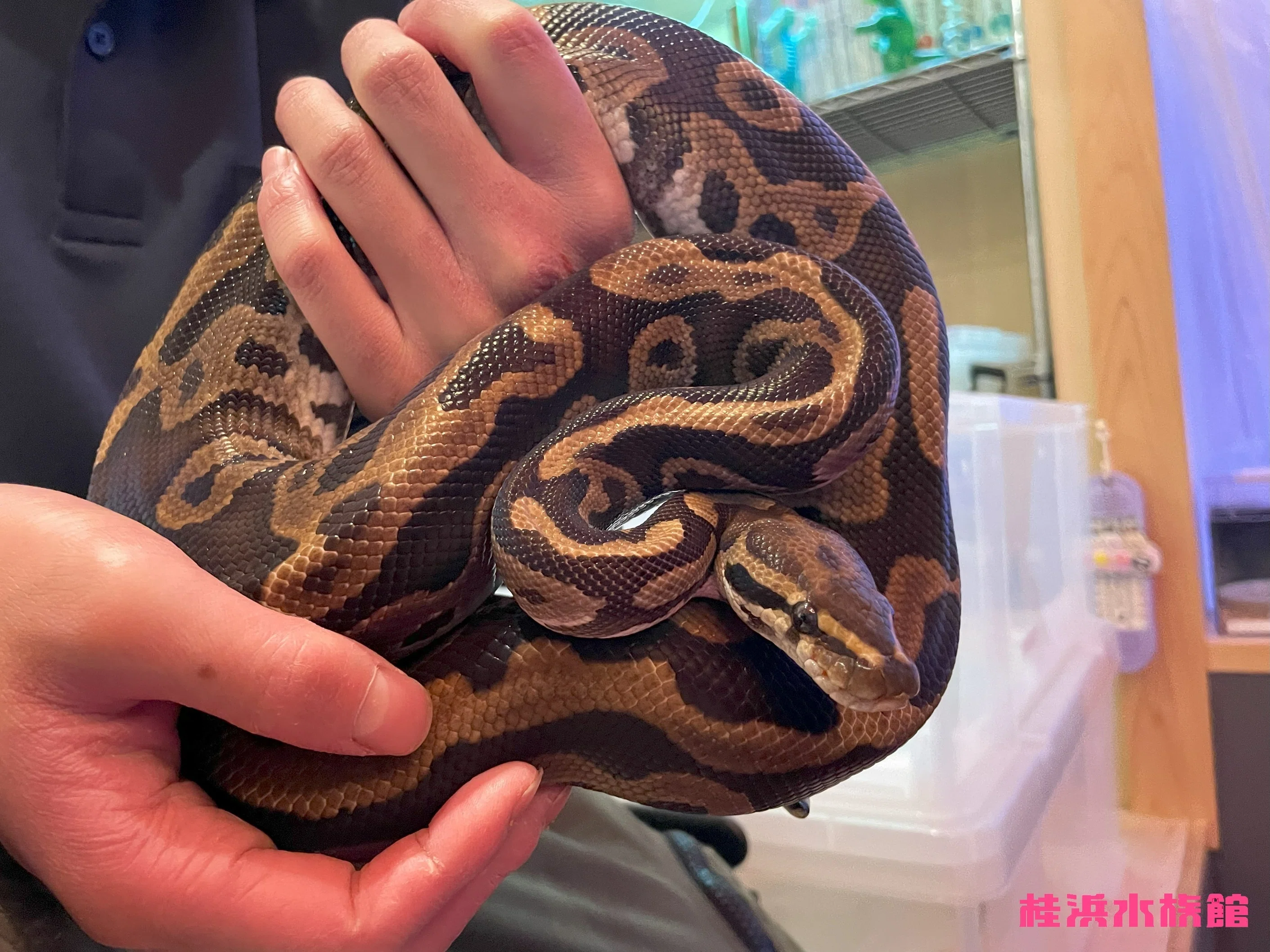 干支引継ぎ式、今年も開催します！🐉🐍｜桂浜水族館 公式