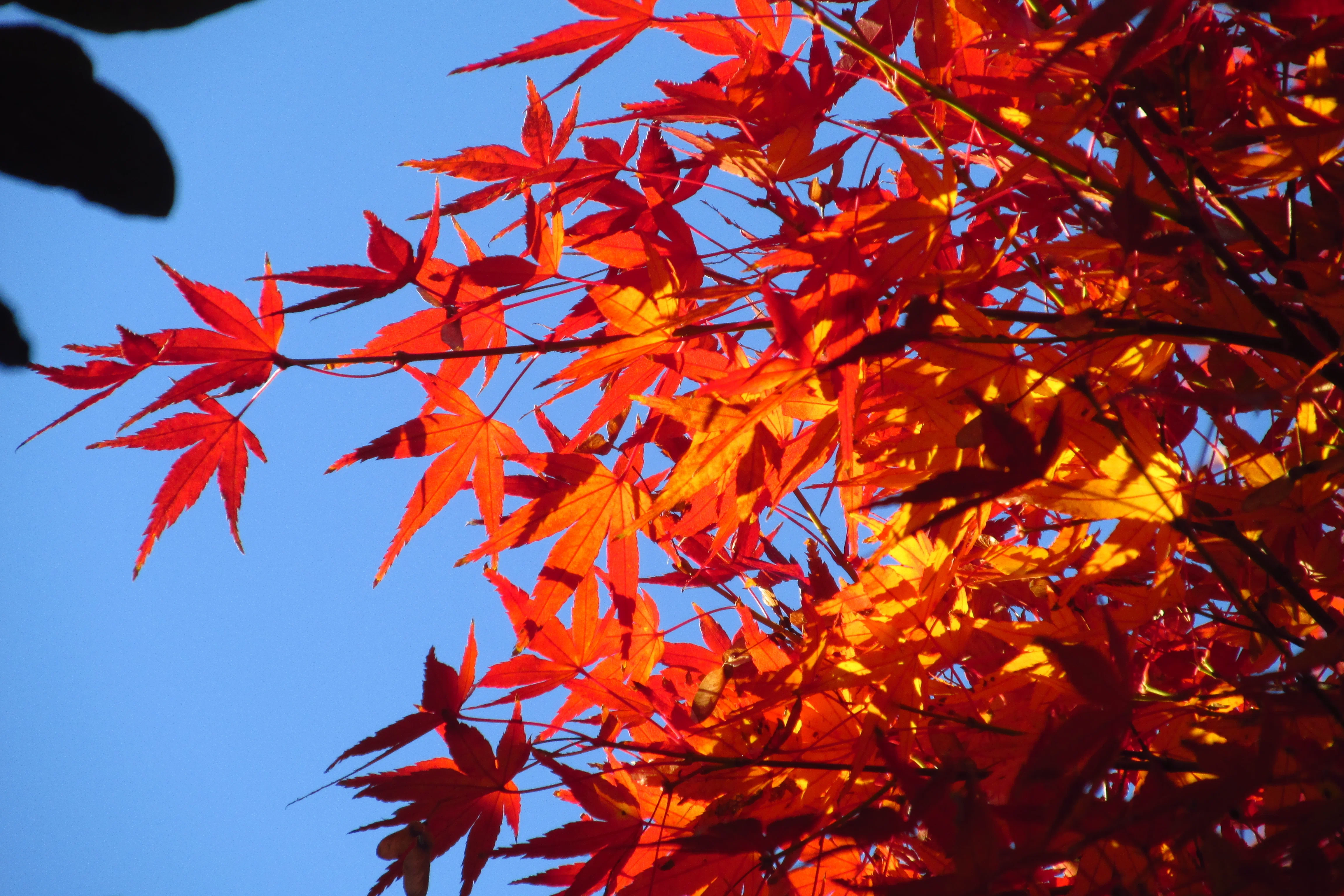 20241206 団地の中の紅葉を高倍率ズームのオールドコンデジで