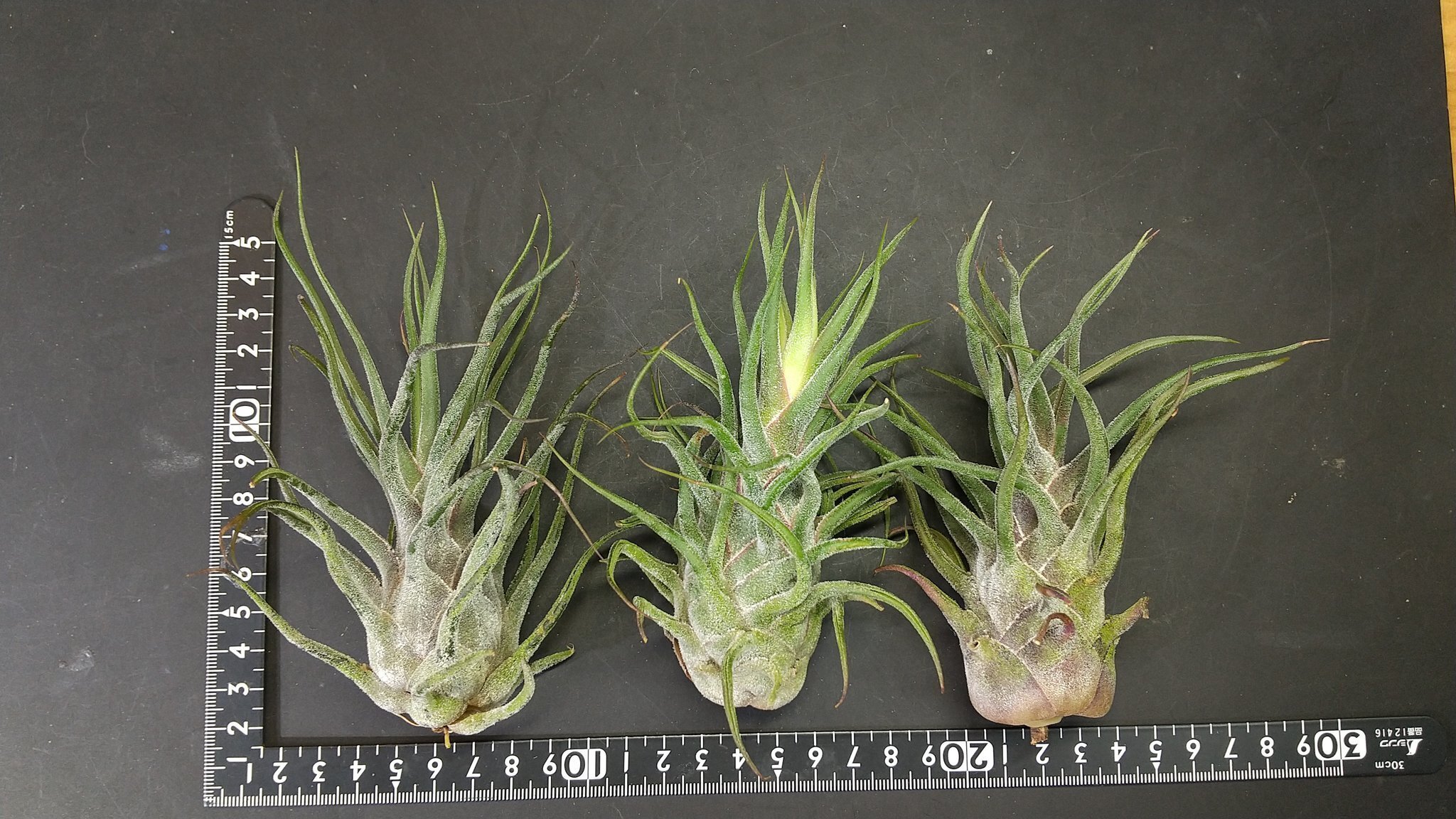 チランジア入荷リスト12/3|NatureGarden🌿神田 チランジア入荷リスト12/3|NatureGarden🌿神田