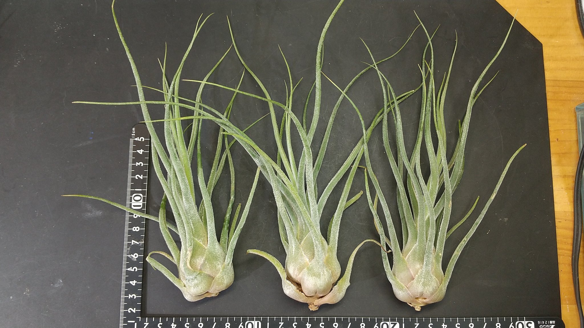 チランジア入荷リスト12/3｜NatureGarden🌿神田