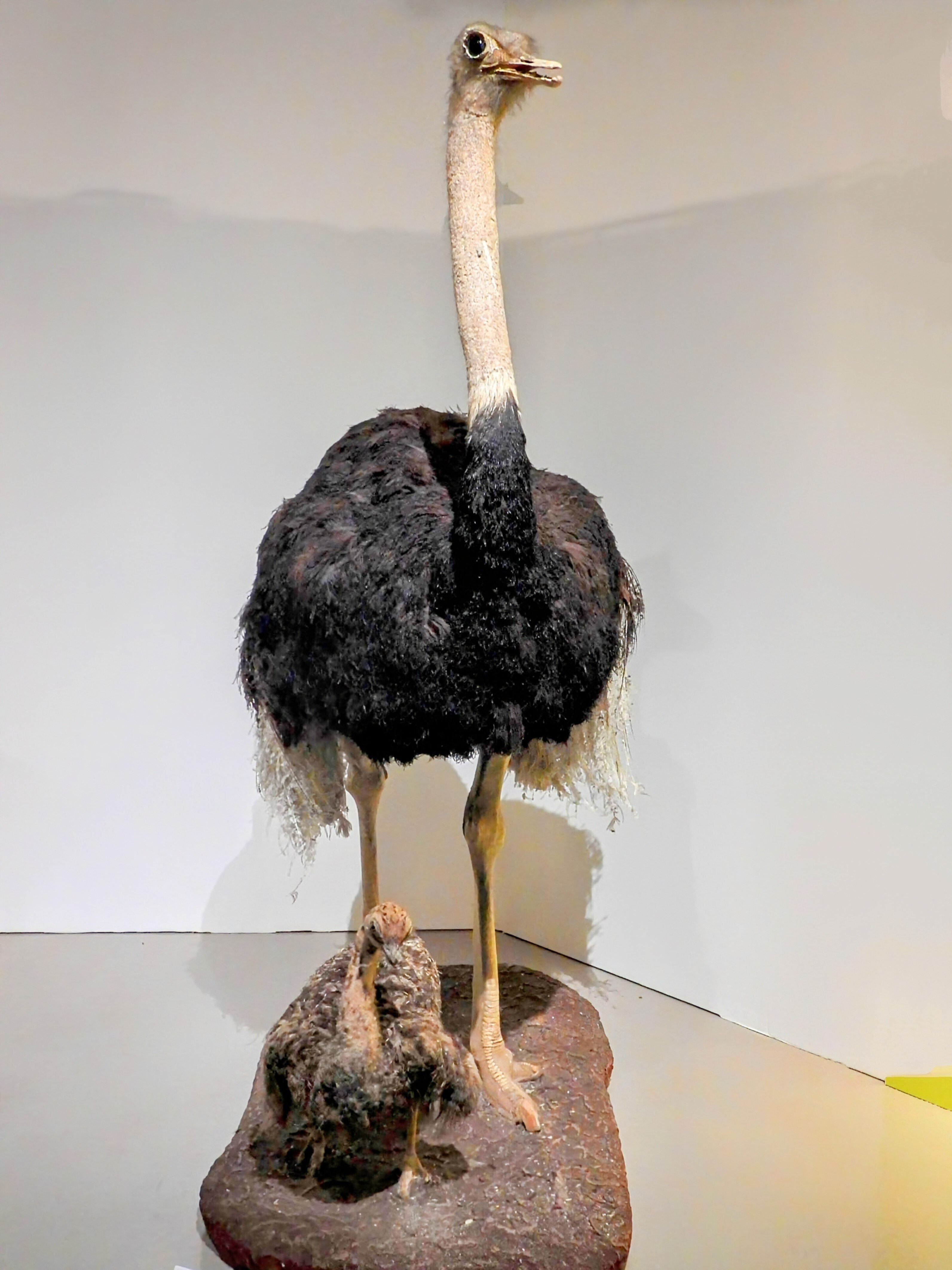 科博 特別展 《 鳥 TORI 》へ行きました-02。｜michio