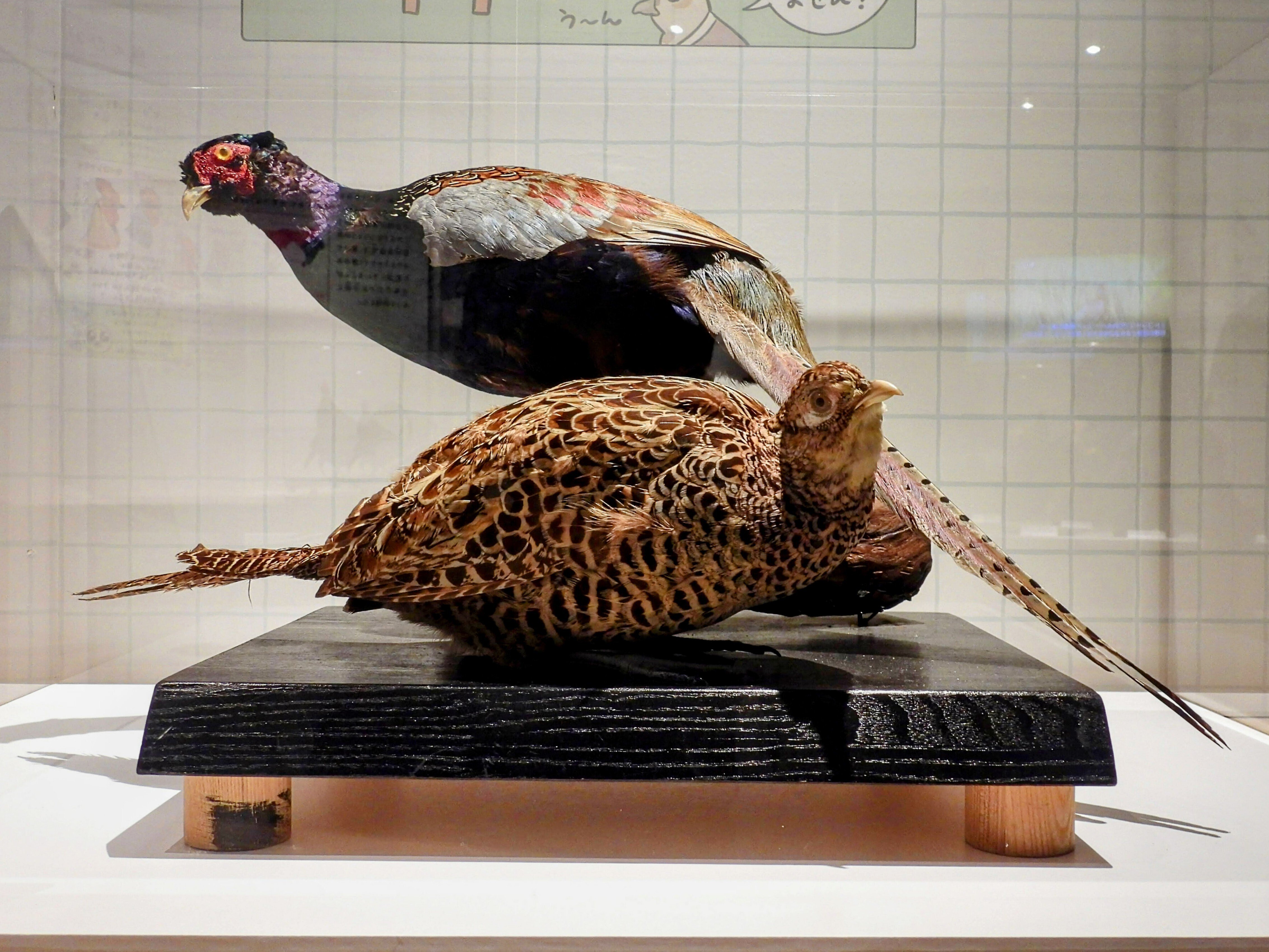 剥製 鳥 科博 特別展 《 鳥 TORI 》へ行きました-02。｜michio