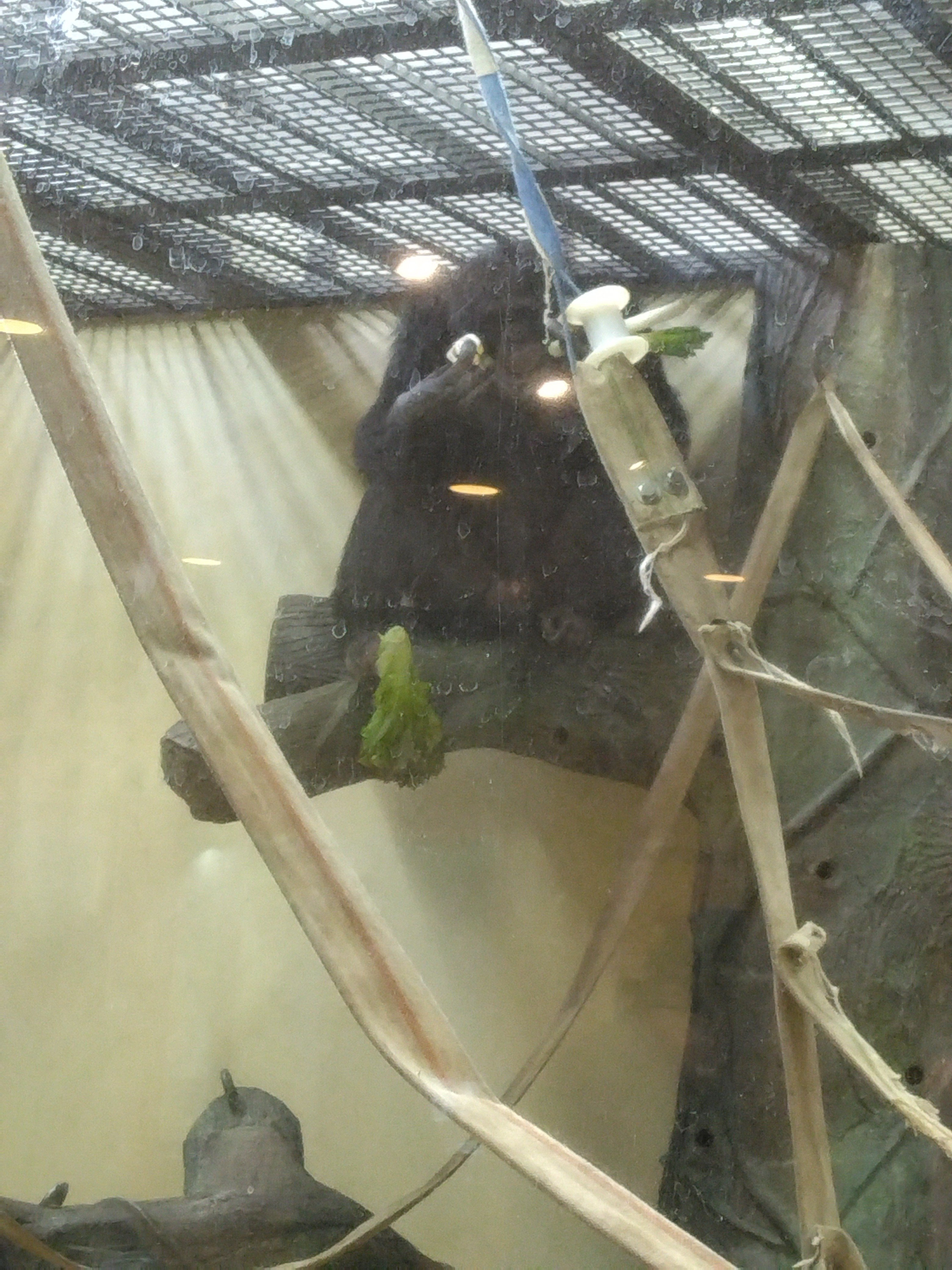 ヤマネとチンパンジー 多摩動物公園動物たち「チンパンジー」｜飯能高等学校 探究部