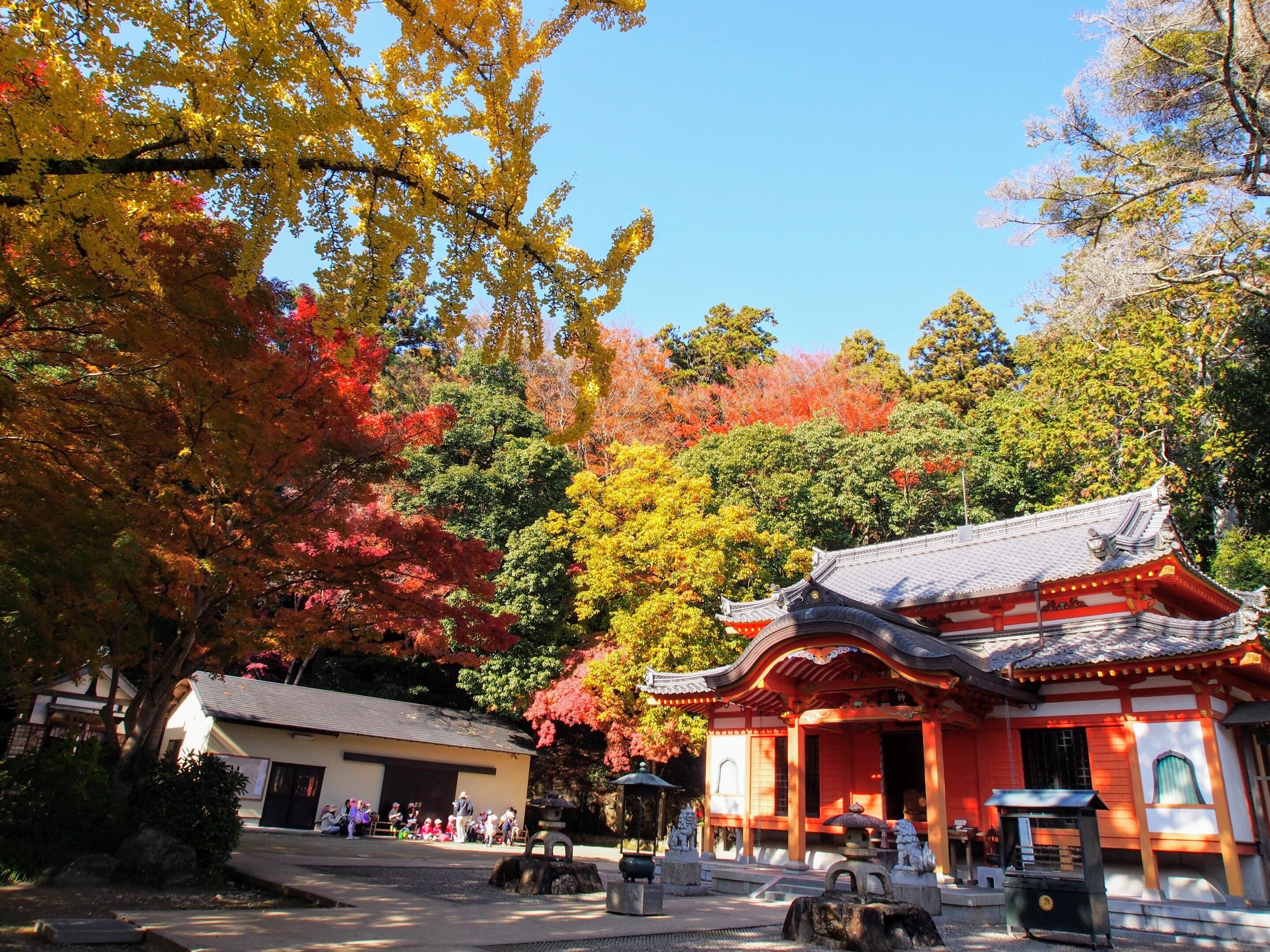 宝塚市 中山寺奥之院2024年12月2日【イチョウ,紅葉】|レタス 宝塚市 中山寺奥之院2024年12月2日【イチョウ,紅葉】|レタス