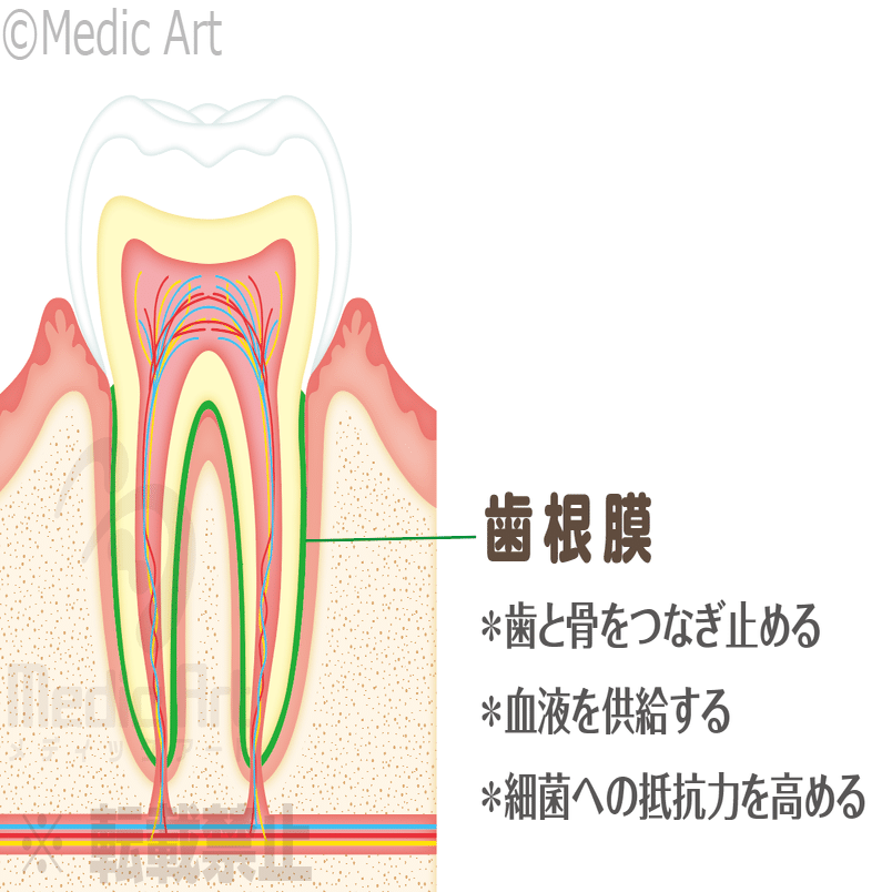 歯科矯正で痛いのはいつまで？耐えられない時の対処法7つ, image size:1207x804