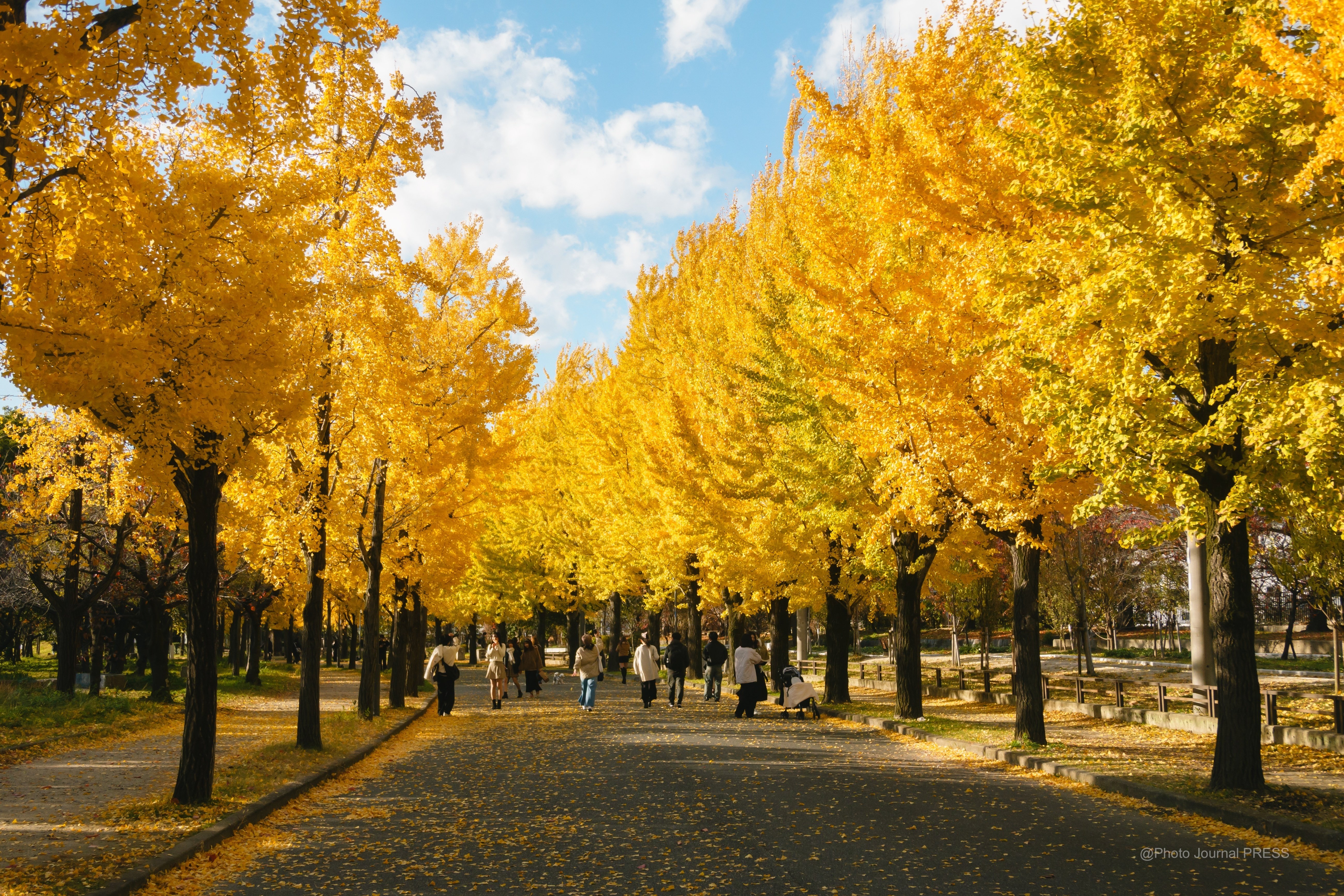 銀杏　イチョウ　秋夜　猫　5個セット 銀杏 イチョウ 秋夜 猫 5個セット 東京の銀杏並木を歩こう！黄金