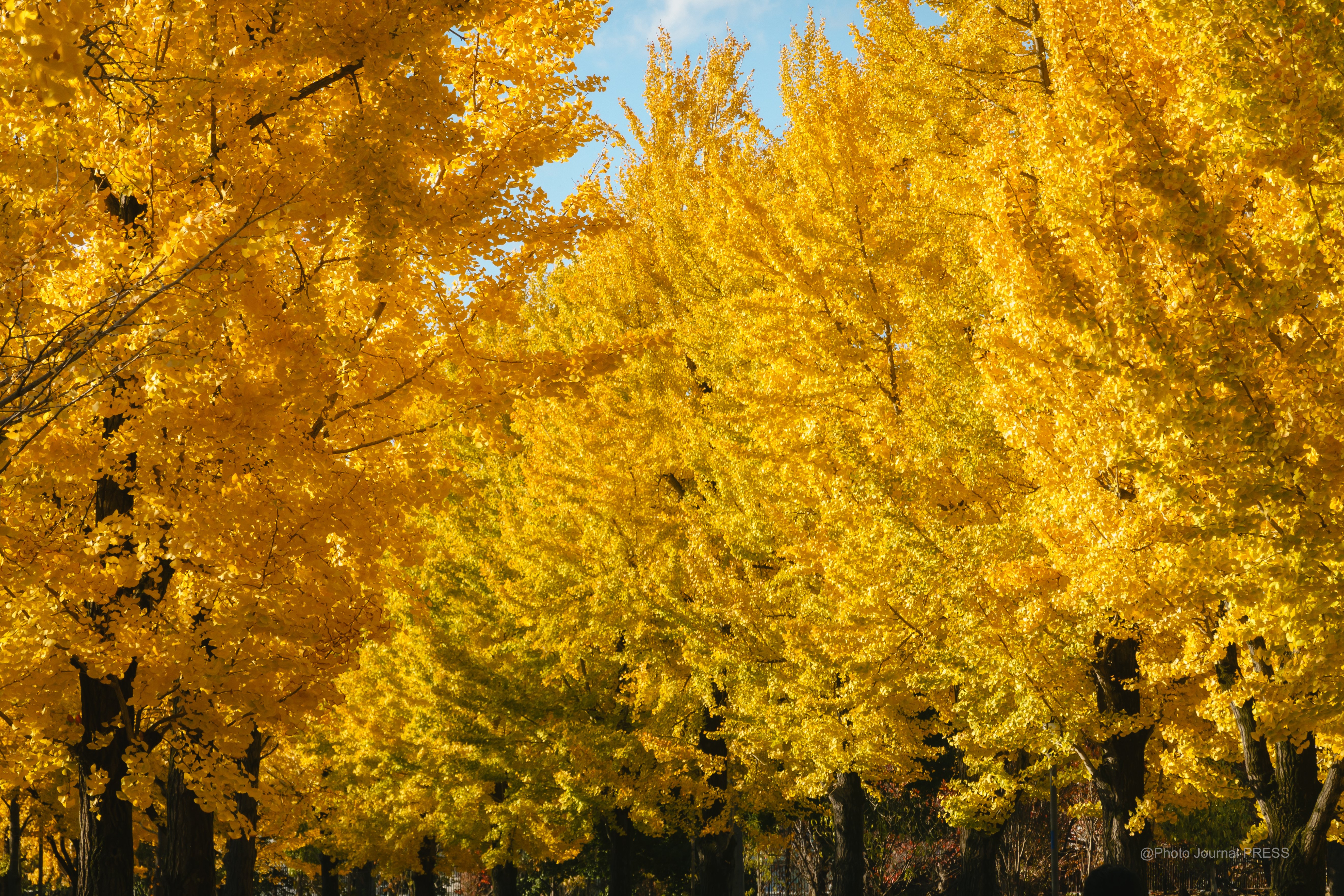 2024年 大阪城公園のいちょう並木と紅葉が進む / SONY RX100M7｜Yuu