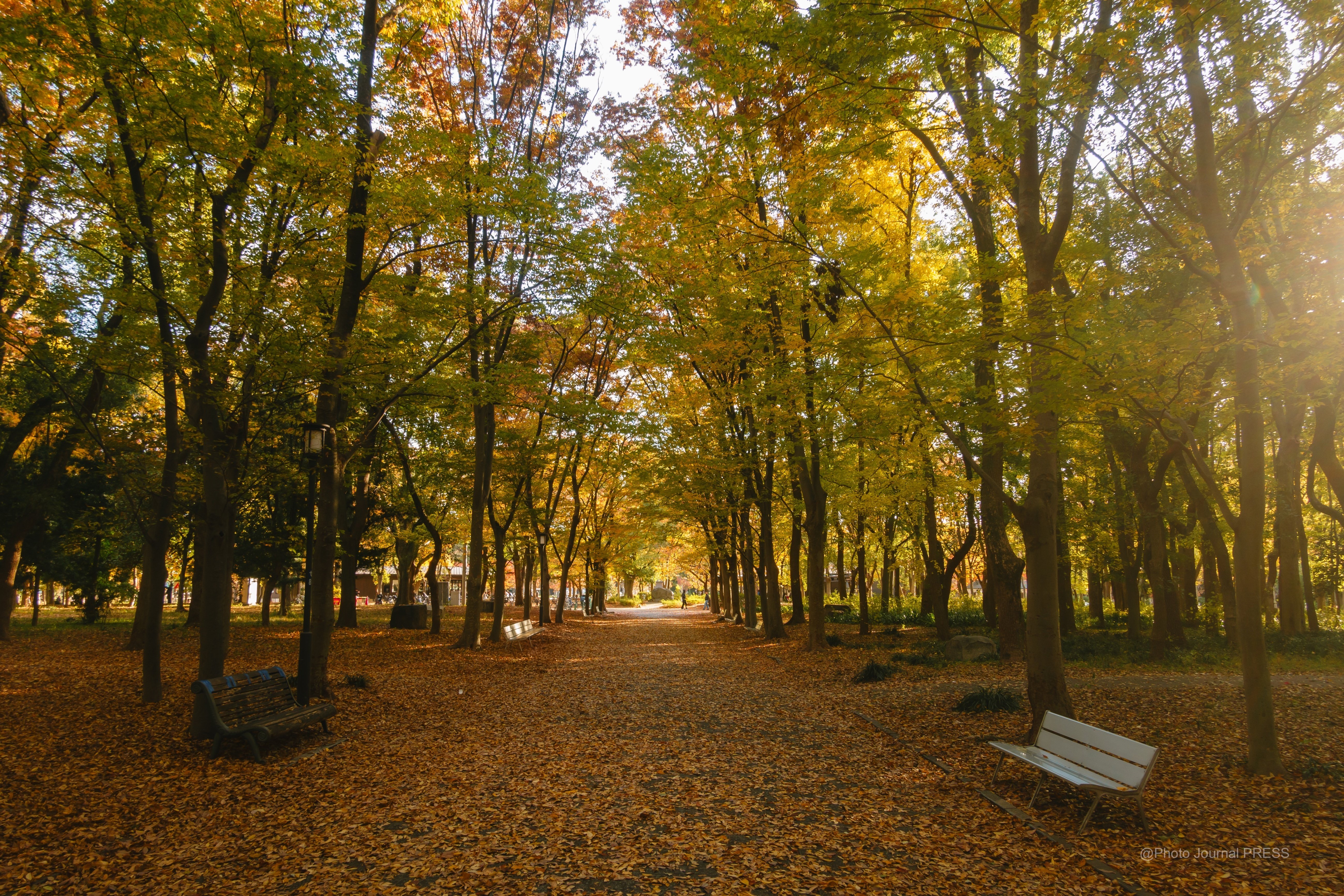2024年 大阪城公園のいちょう並木と紅葉が進む / SONY RX100M7｜Yuu