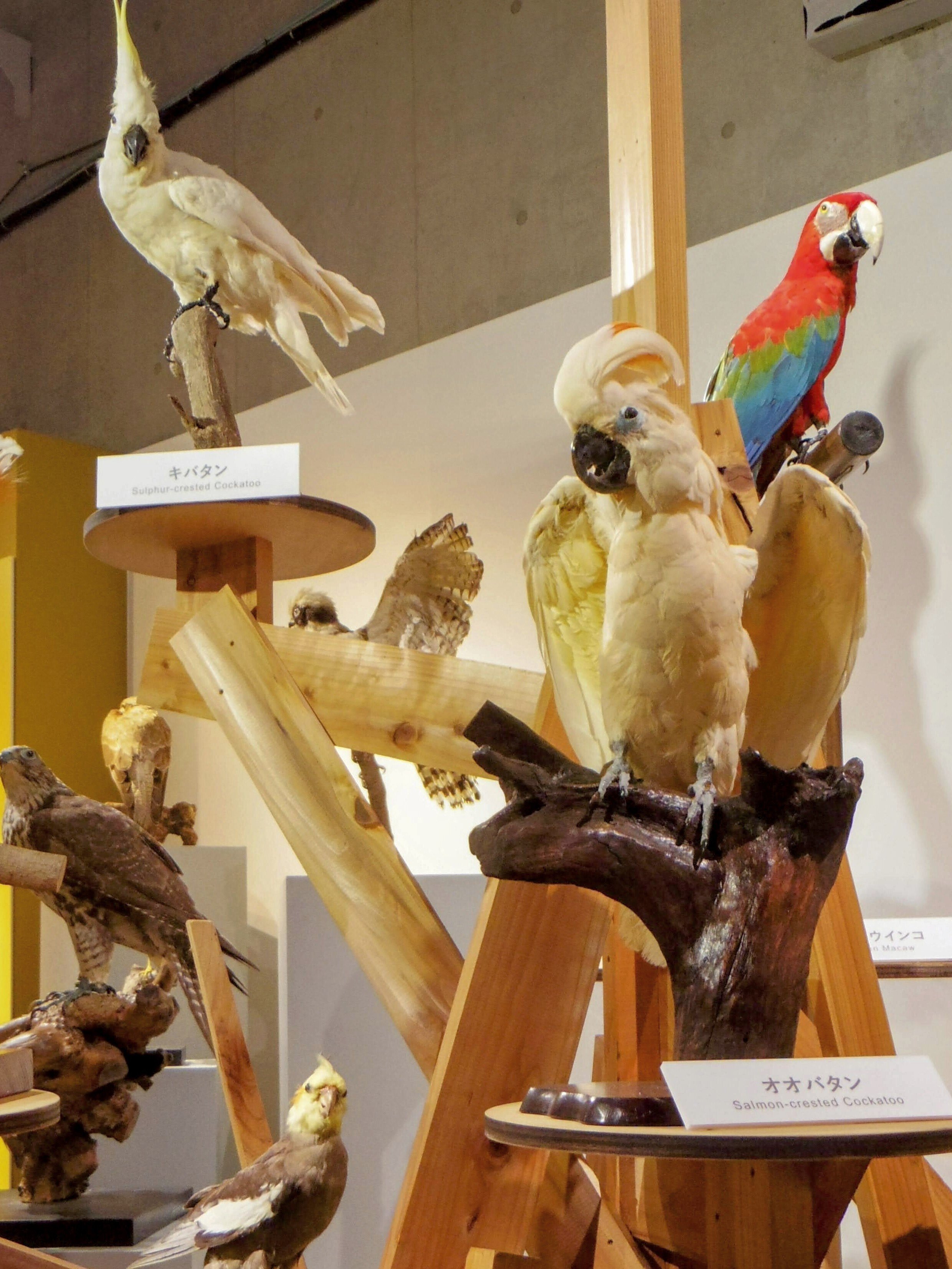 科博 特別展《 鳥 TORI 》 へ行きました-03。｜michio