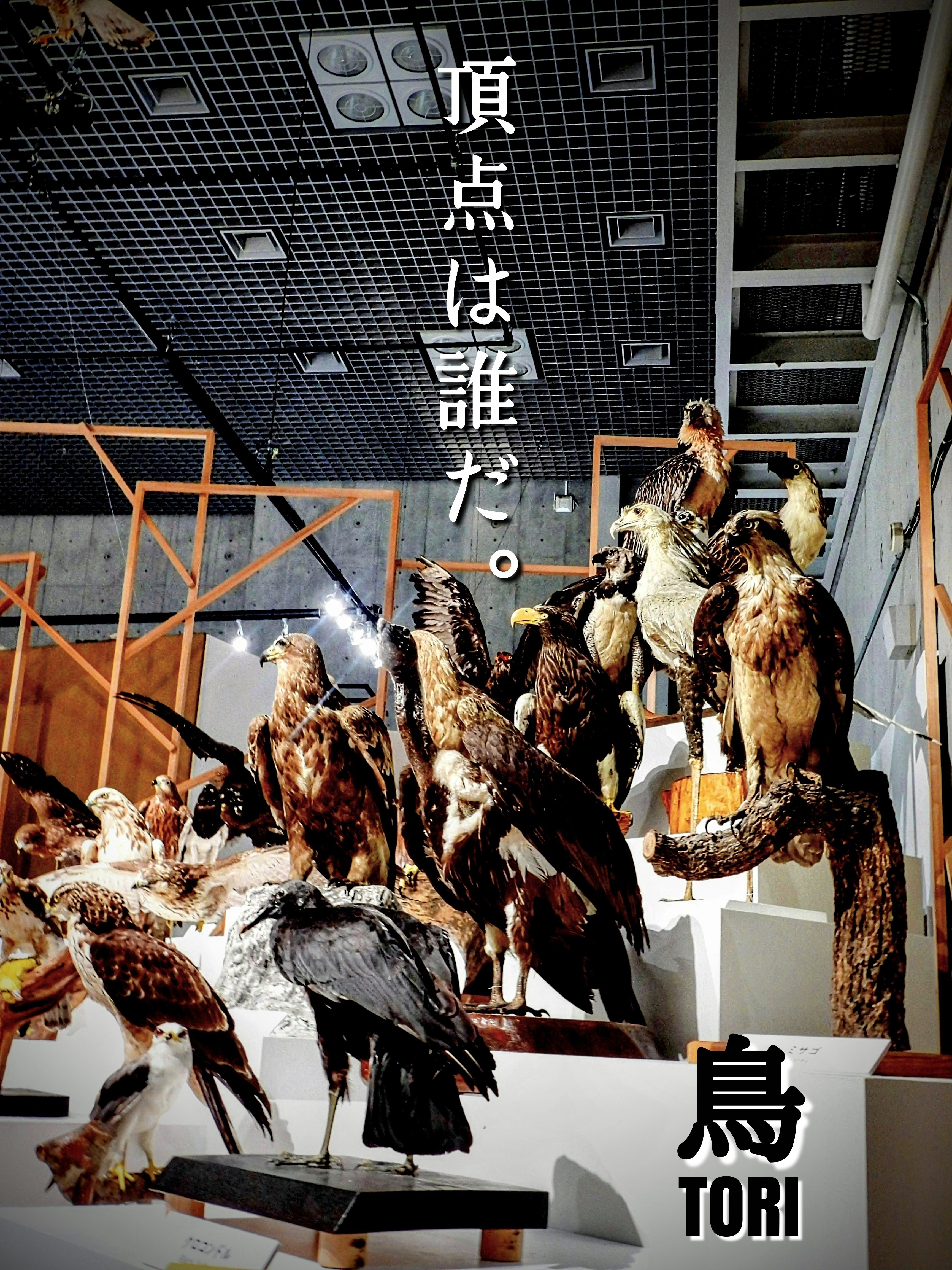 科博 特別展《 鳥 TORI 》 へ行きました-03。｜michio