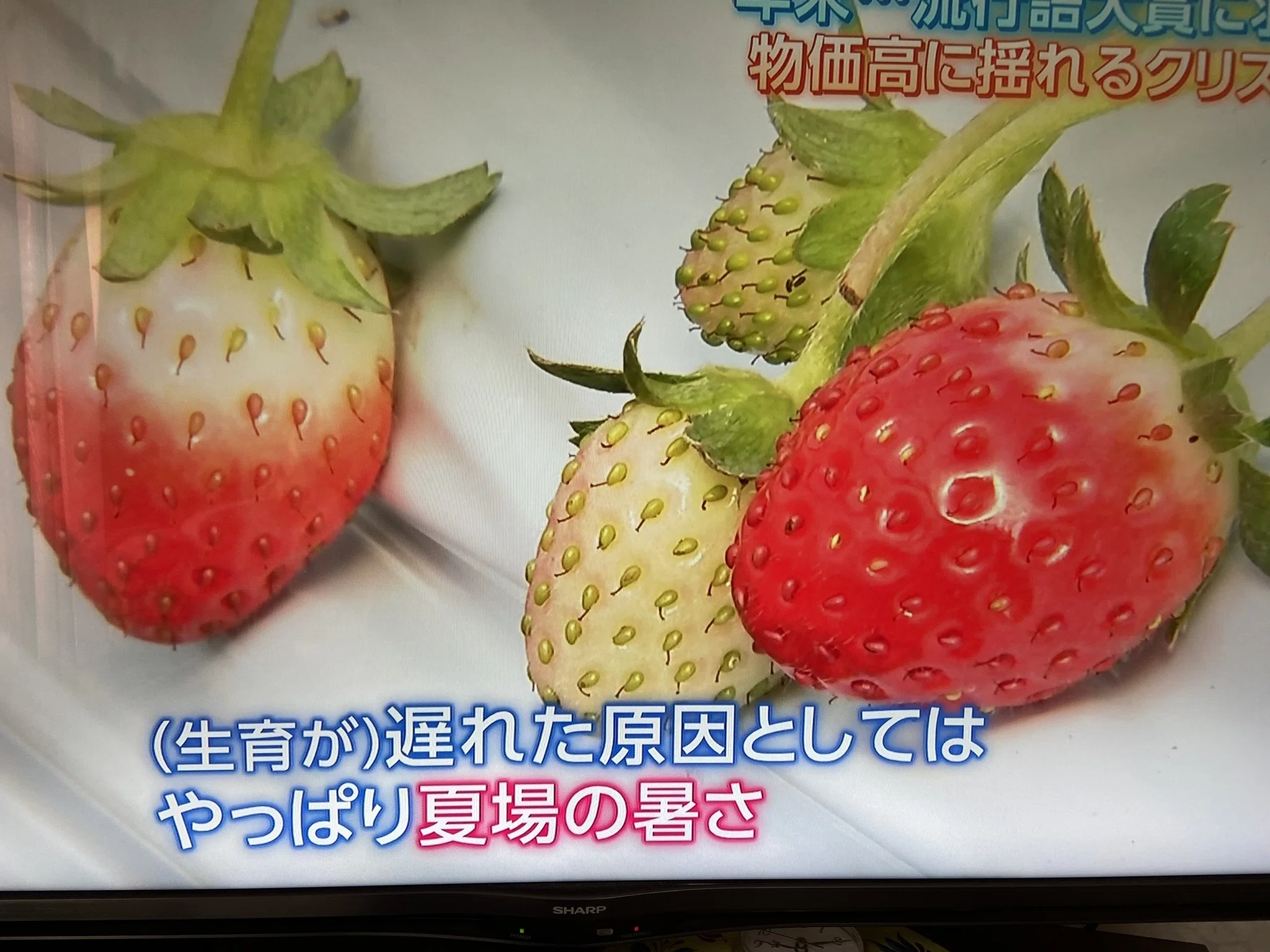 12月初めのイチゴの話｜大人のイチゴ農園「菜園と海」編集部