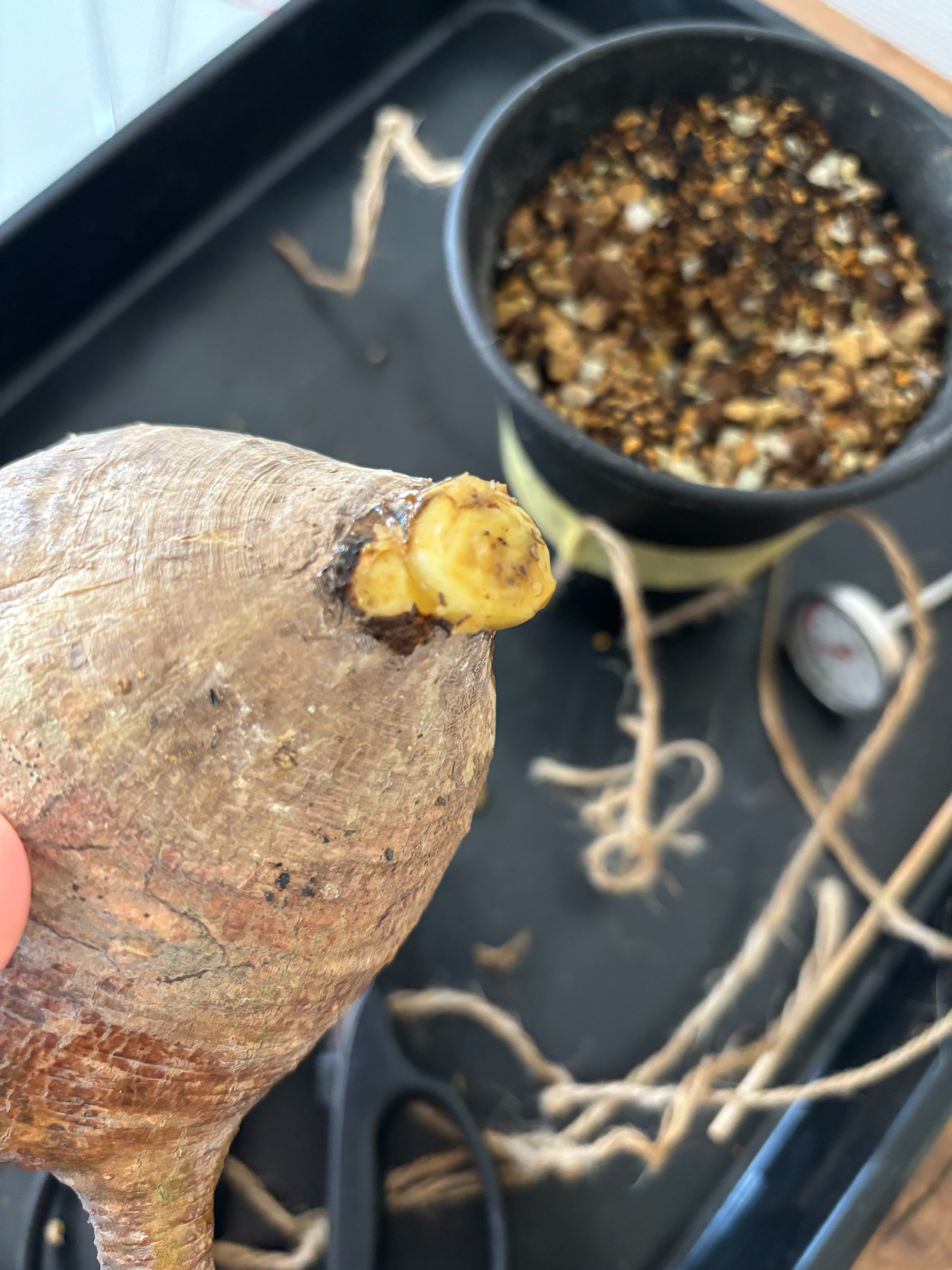 発根管理成功（グラキリス編）｜園芸バタフライ