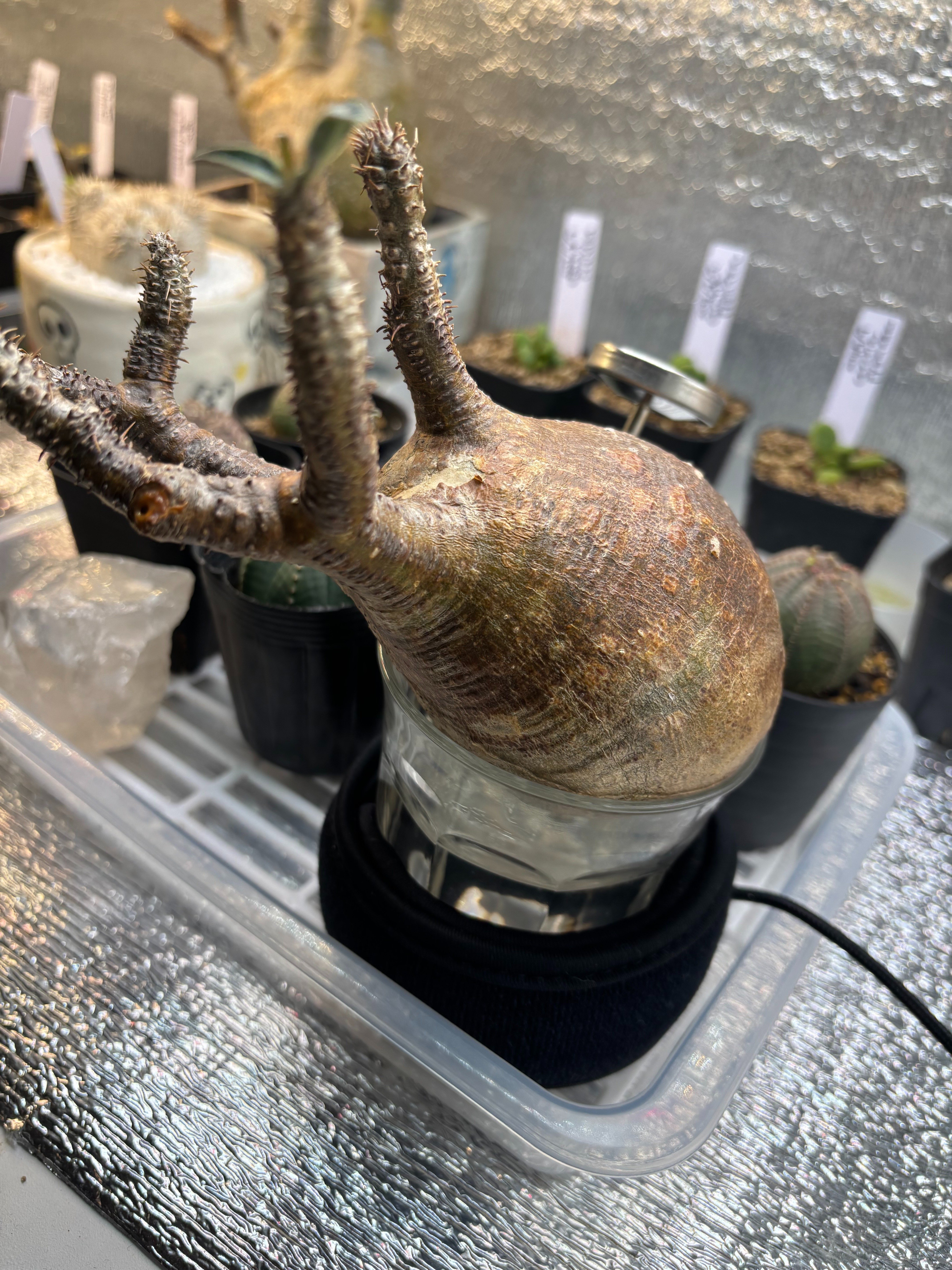 発根管理成功（グラキリス編）｜園芸バタフライ