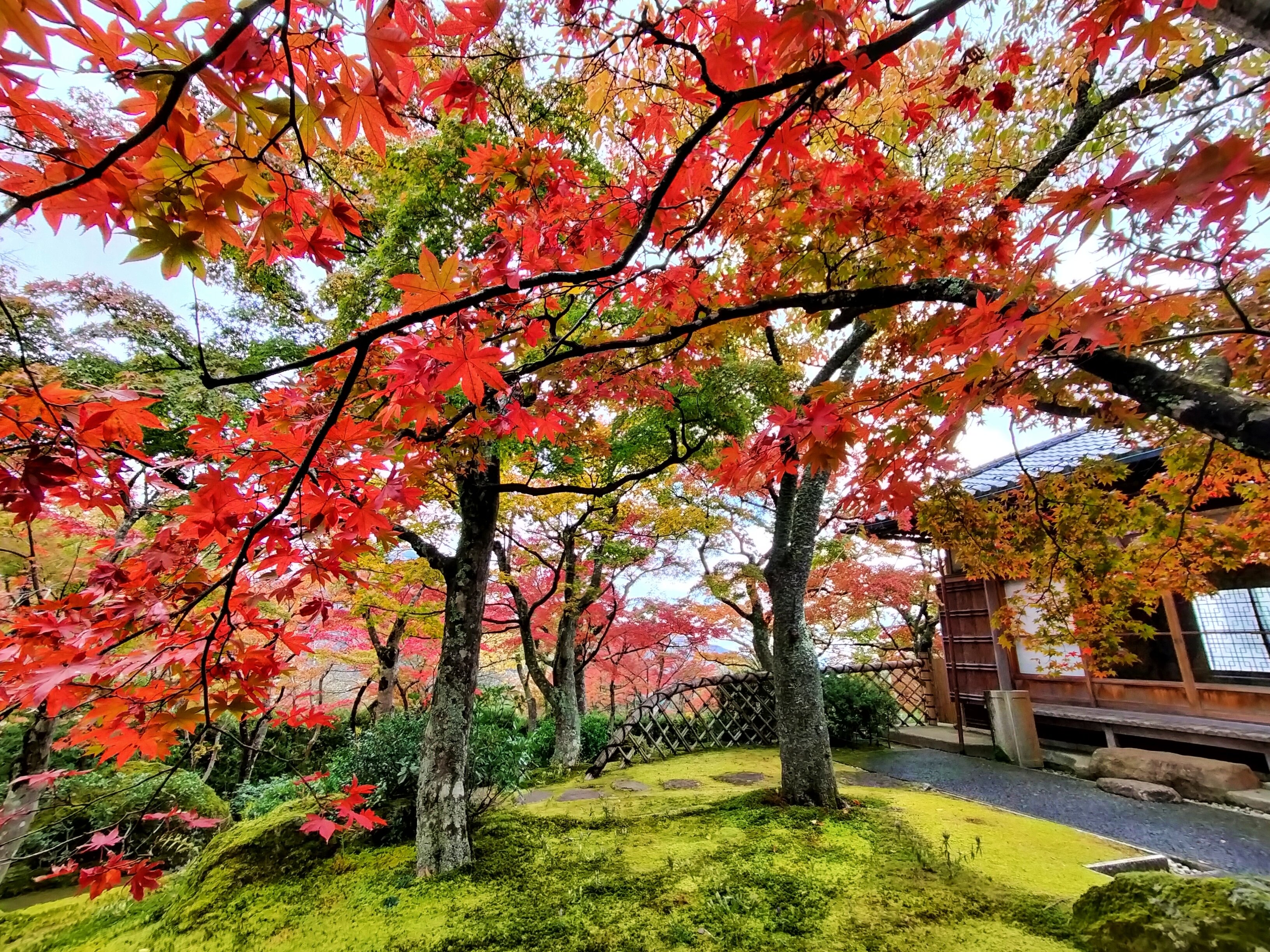 関東で11月から12月にかけて紅葉が楽しめるスポット11選｜kaede