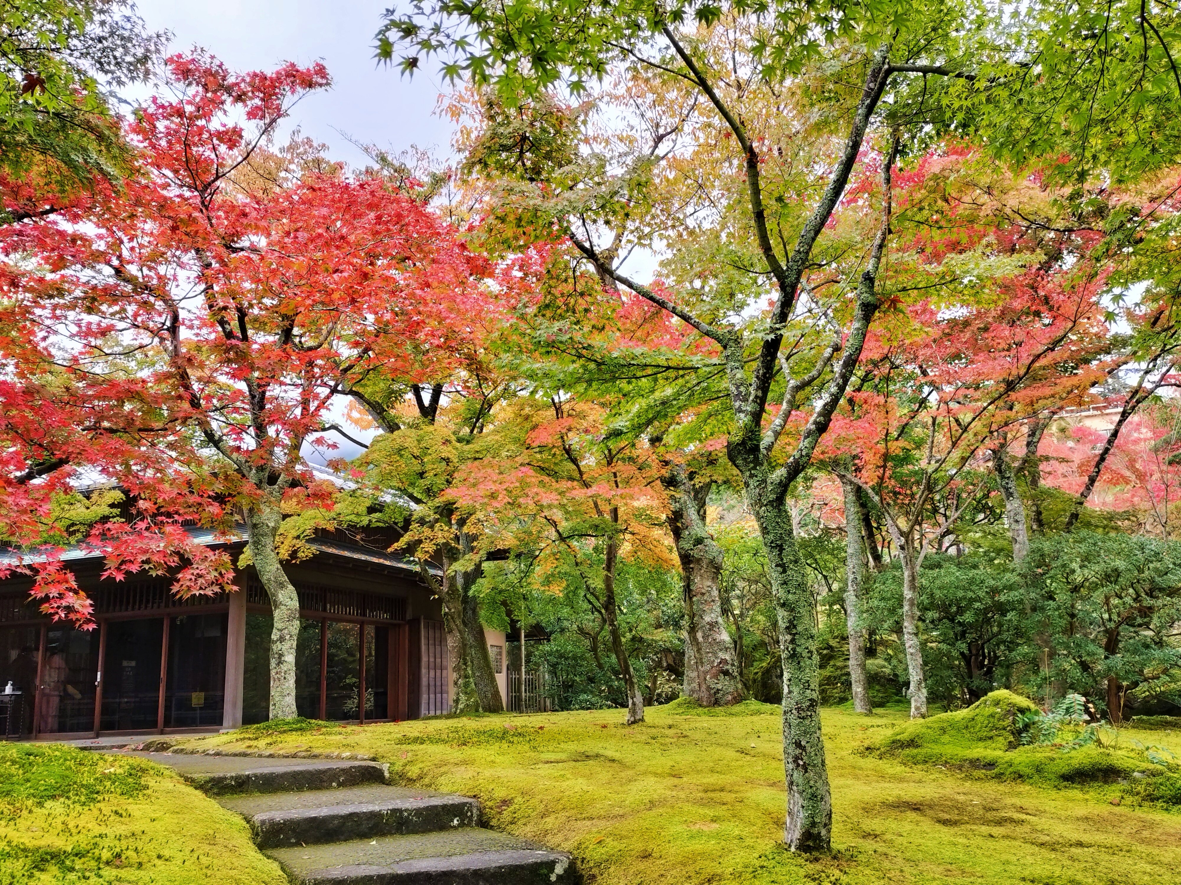 関東で11月から12月にかけて紅葉が楽しめるスポット11選｜kaede