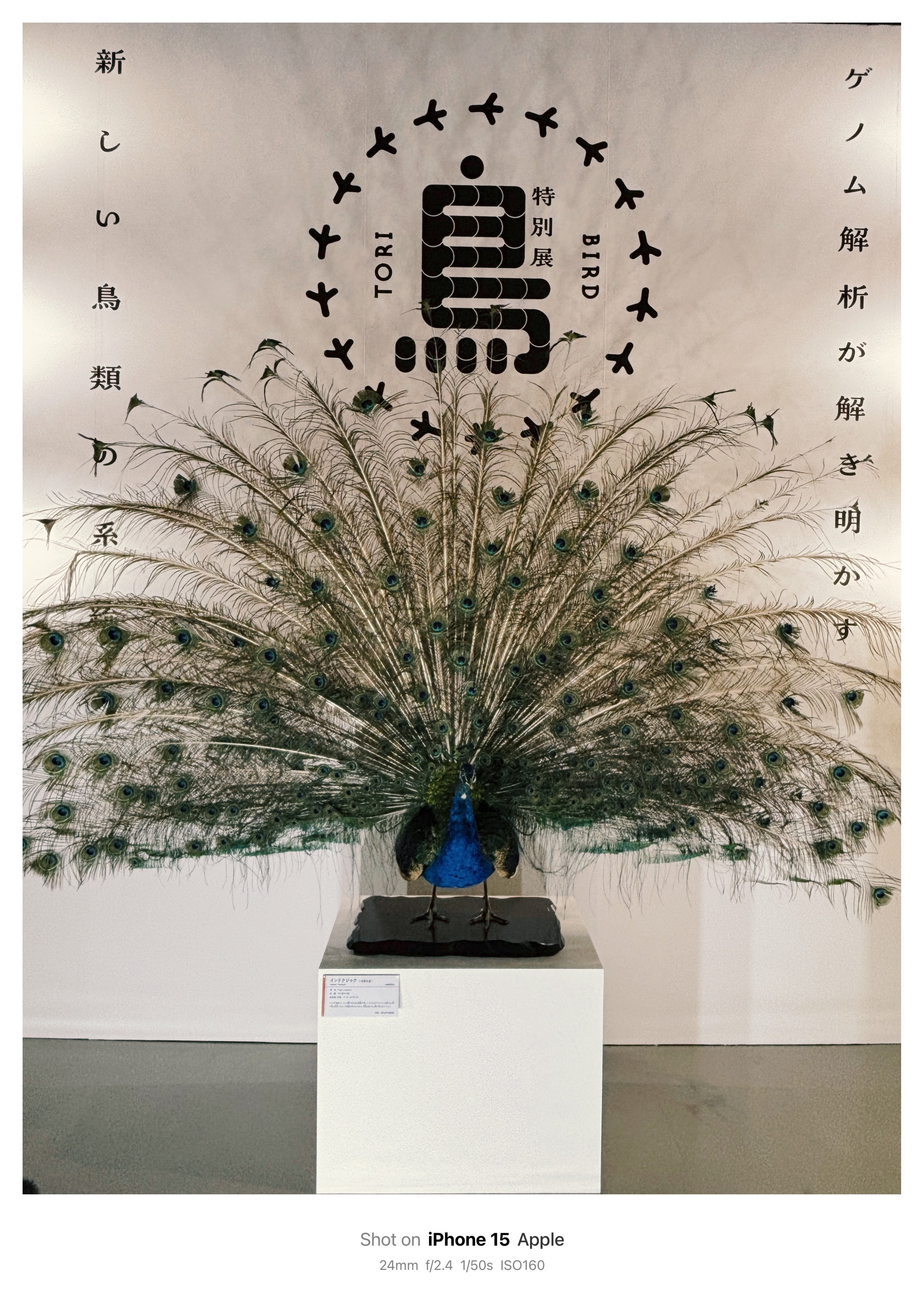 国立科学博物館「鳥展」へ | Z5｜鈴木ユートピア