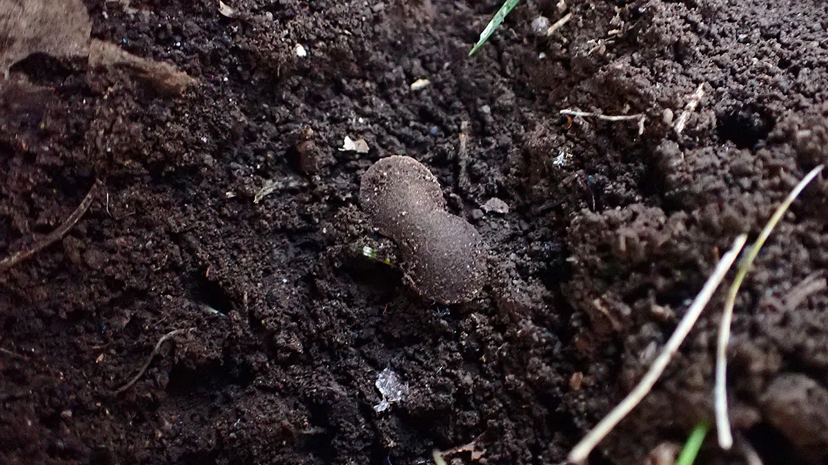 マダラマルハヒロズコガの幼虫の巣