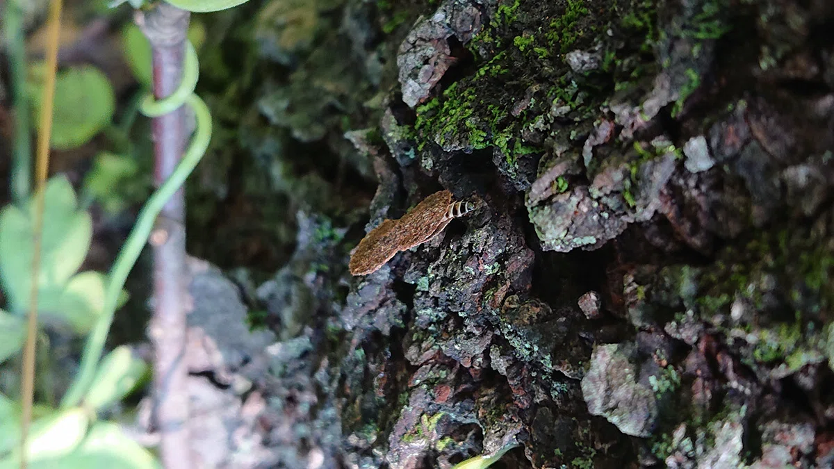 マダラマルハヒロズコガの幼虫（木の幹をよじ登っている）