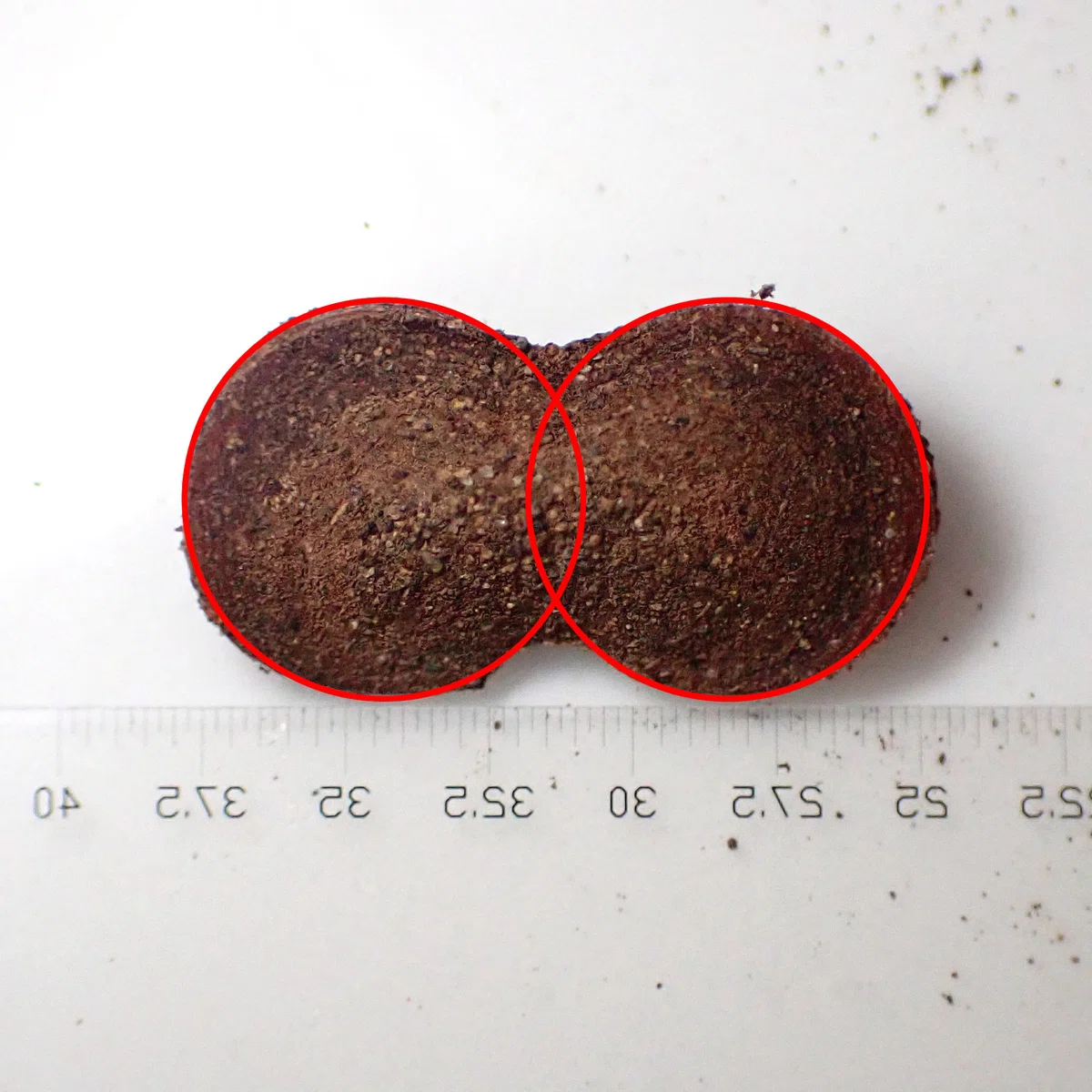 マダラマルハヒロズコガの幼虫の巣は円を2つ合わせたような形