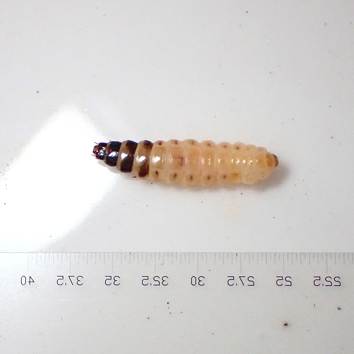 マダラマルハヒロズコガの幼虫