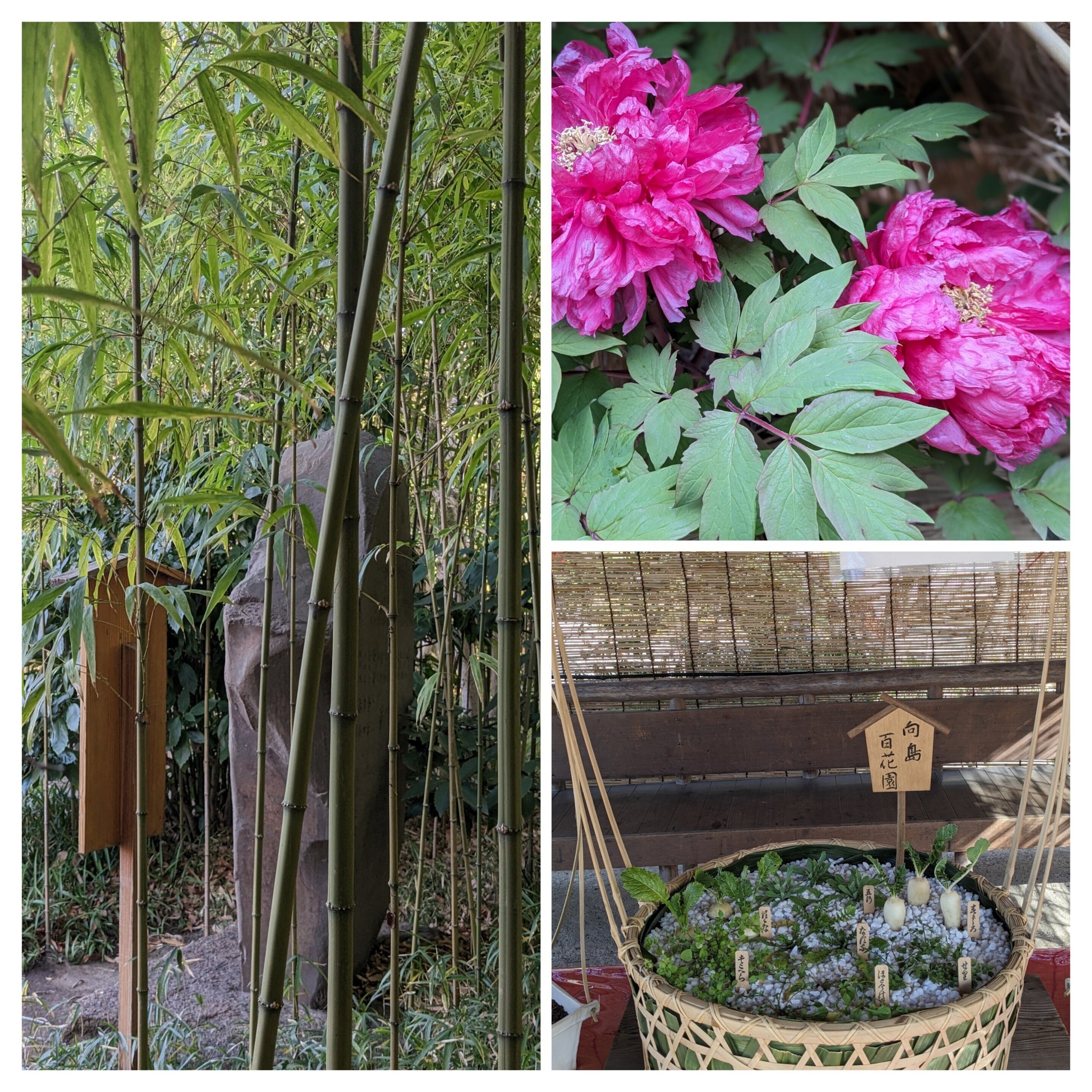 園生百席 116枚 お取り置き中 施設紹介｜太田市 木崎あおぞら保育園