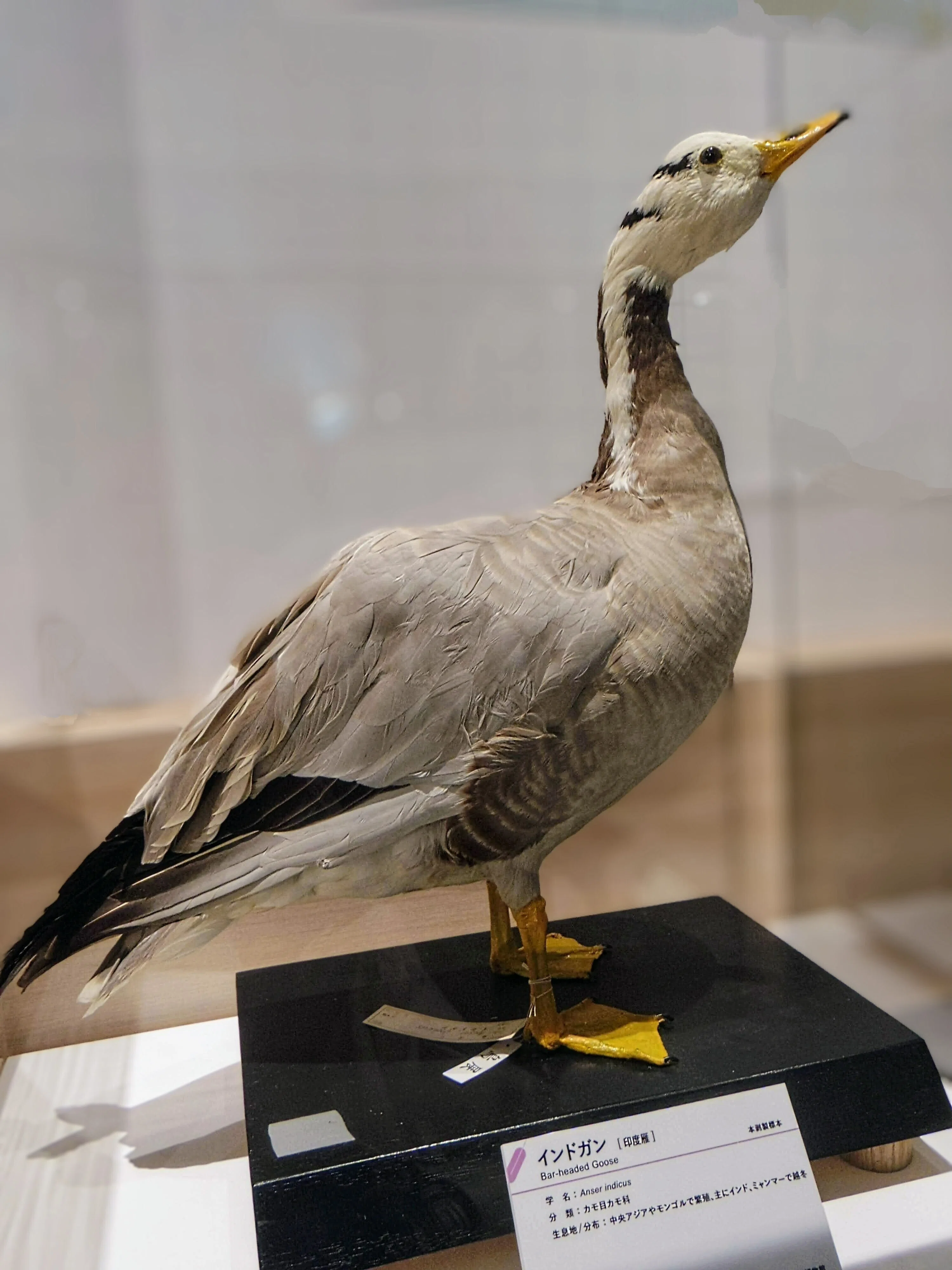 科博 特別展《 鳥 TORI 》 へ行きました-03。｜michio