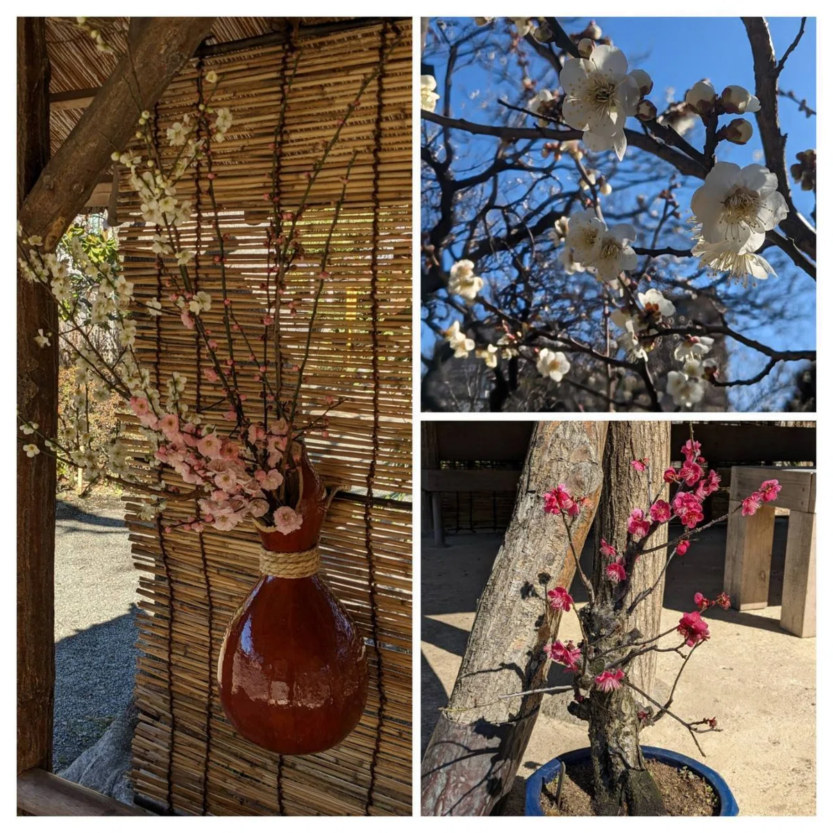 向島百花園