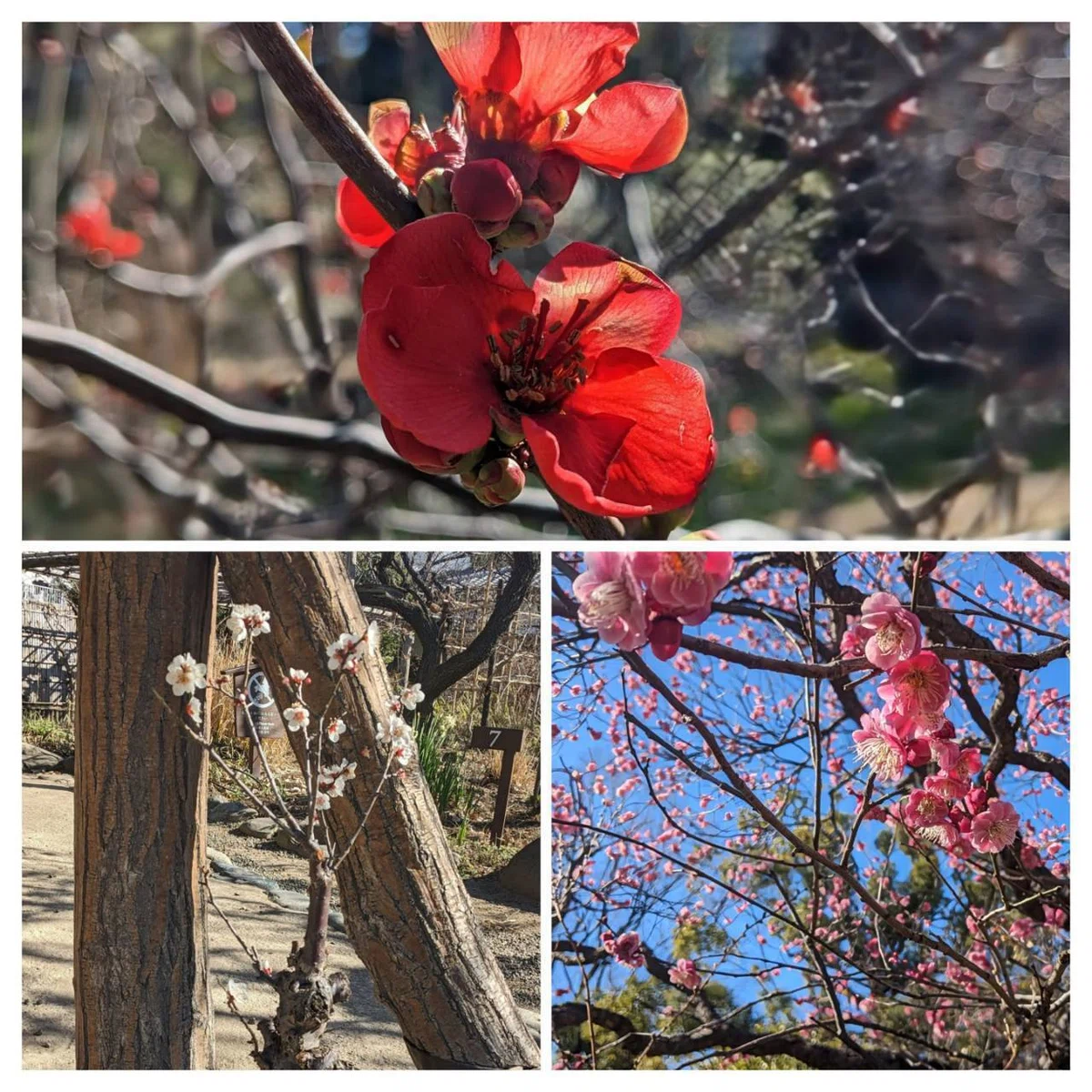 向島百花園