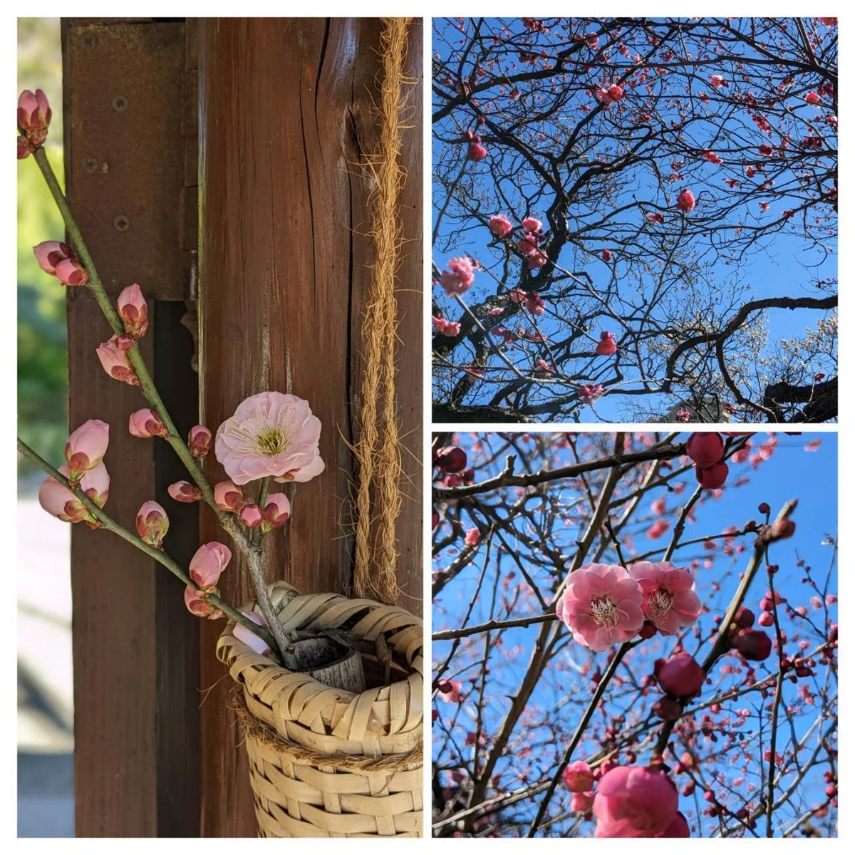 向島百花園