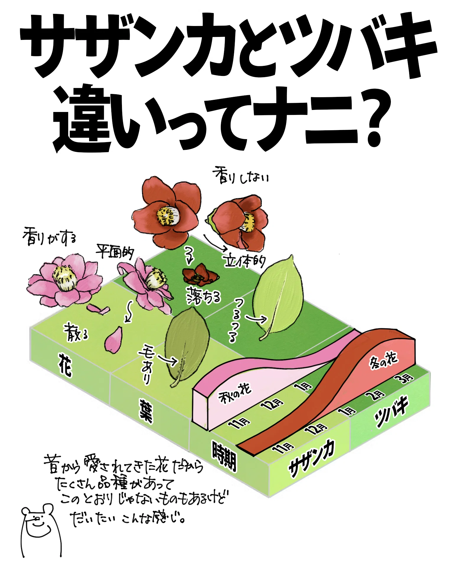 サザンカとツバキの違い｜くますけ｜自然ガイド・クリエイター