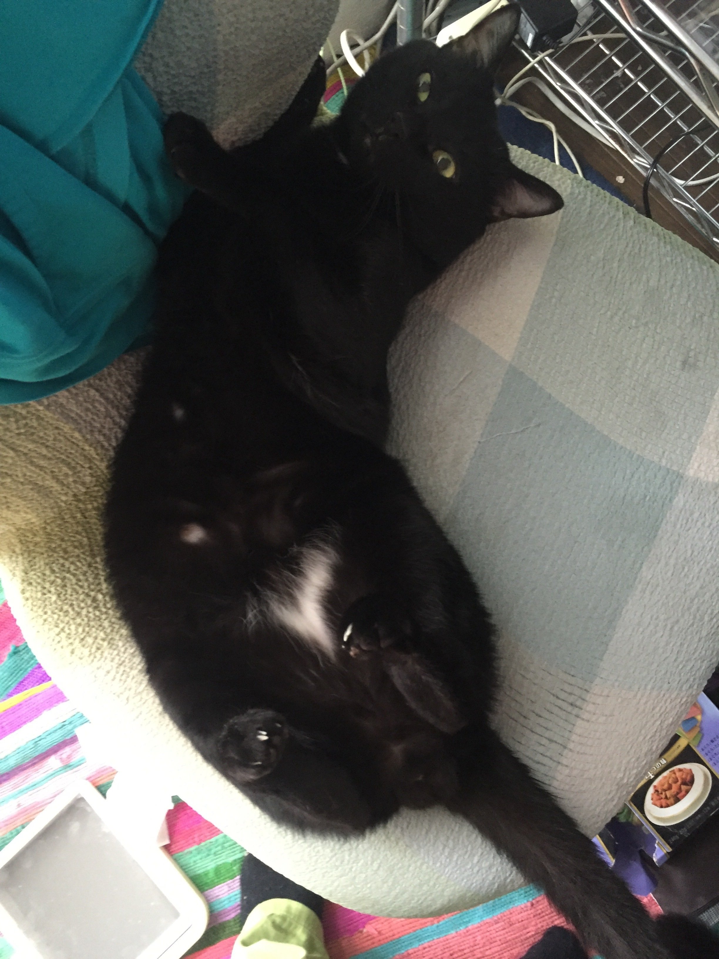 番外編】くうちゃんのおなかの白い毛｜ku-ta