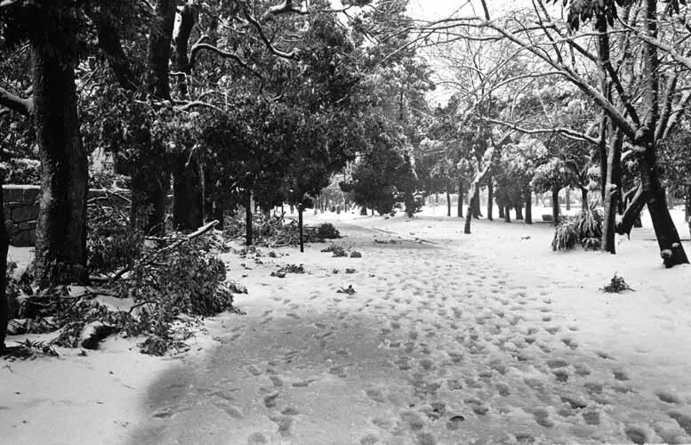 1998年1月、川崎市、雪｜飯島意匠