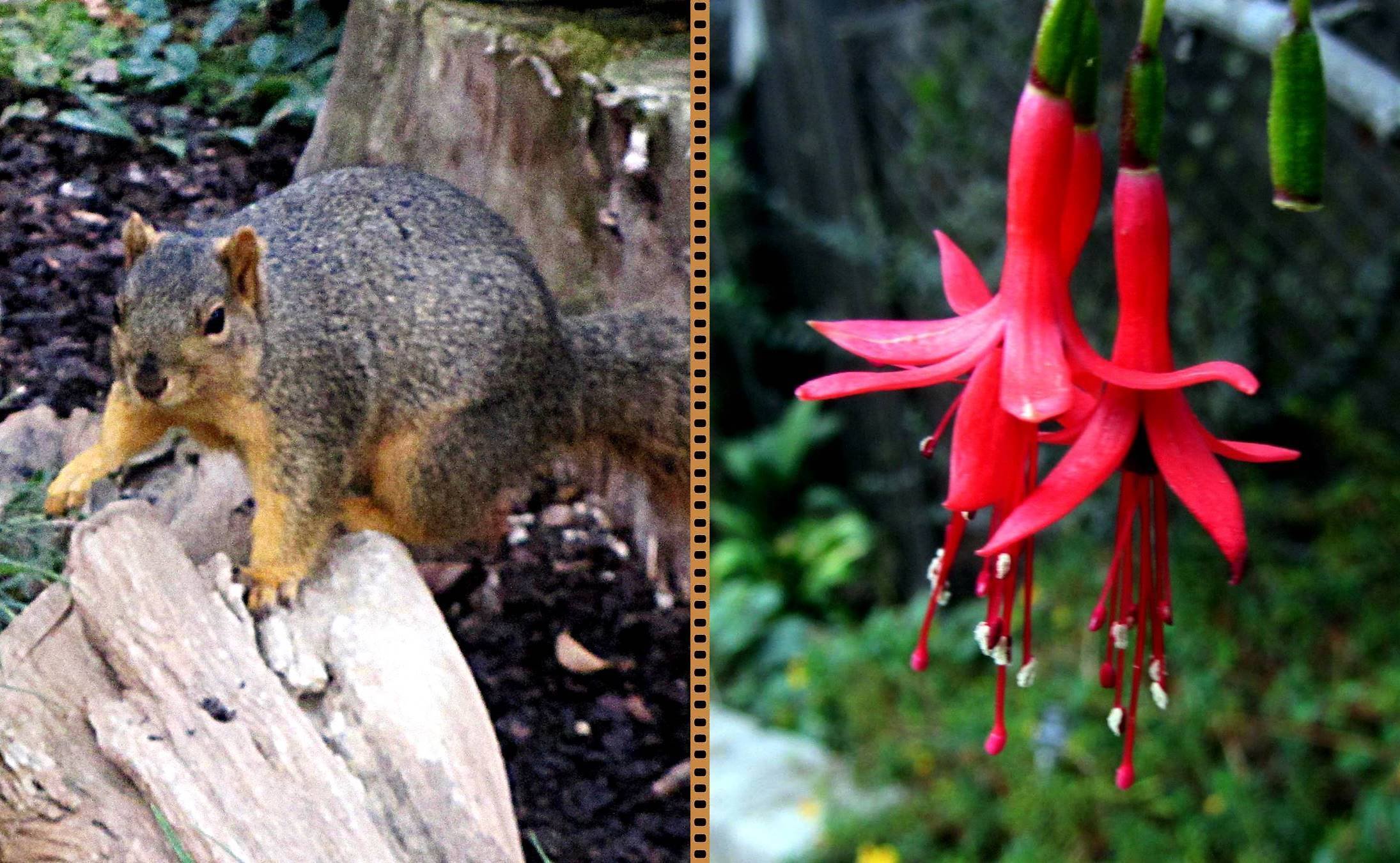 ハチドリページ ロサンゼルスの街角｜世界最小の鳥「ハチドリ」 ｜アメリカーナの写真