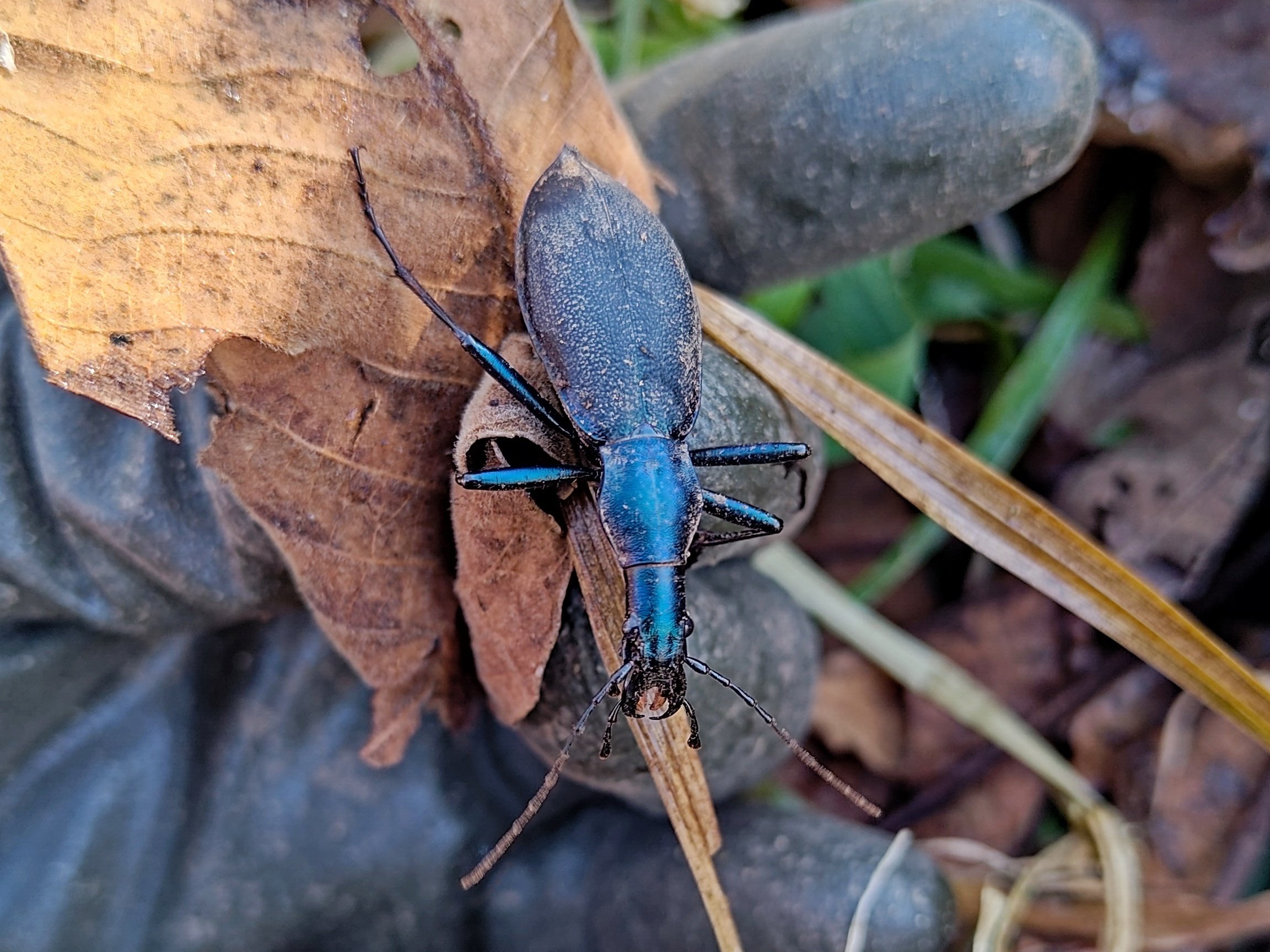 休日を待っていたかのように河川敷とアックス 【栃木県 那珂川