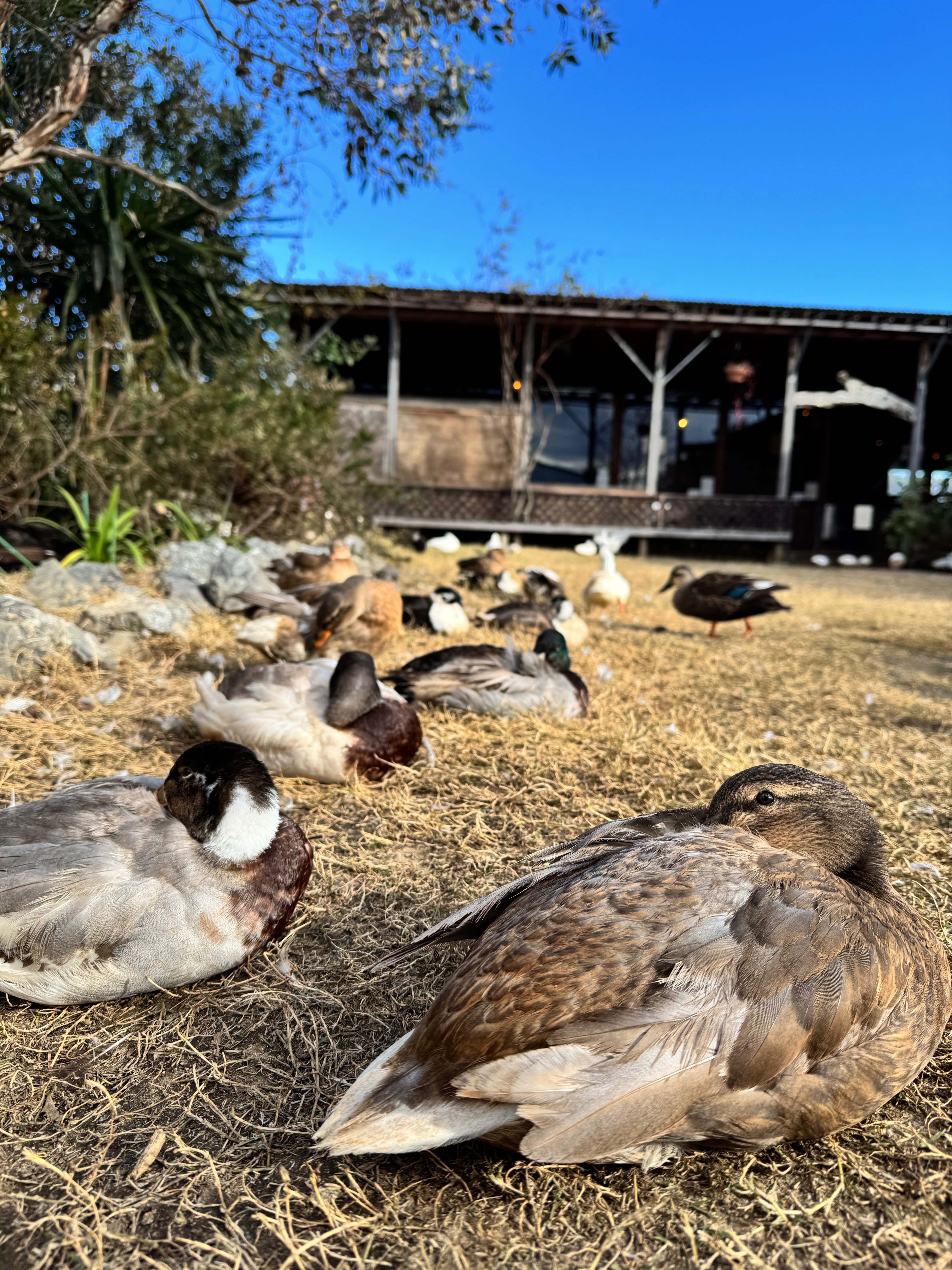 アヒルへの執着⑤｜津ツ麓