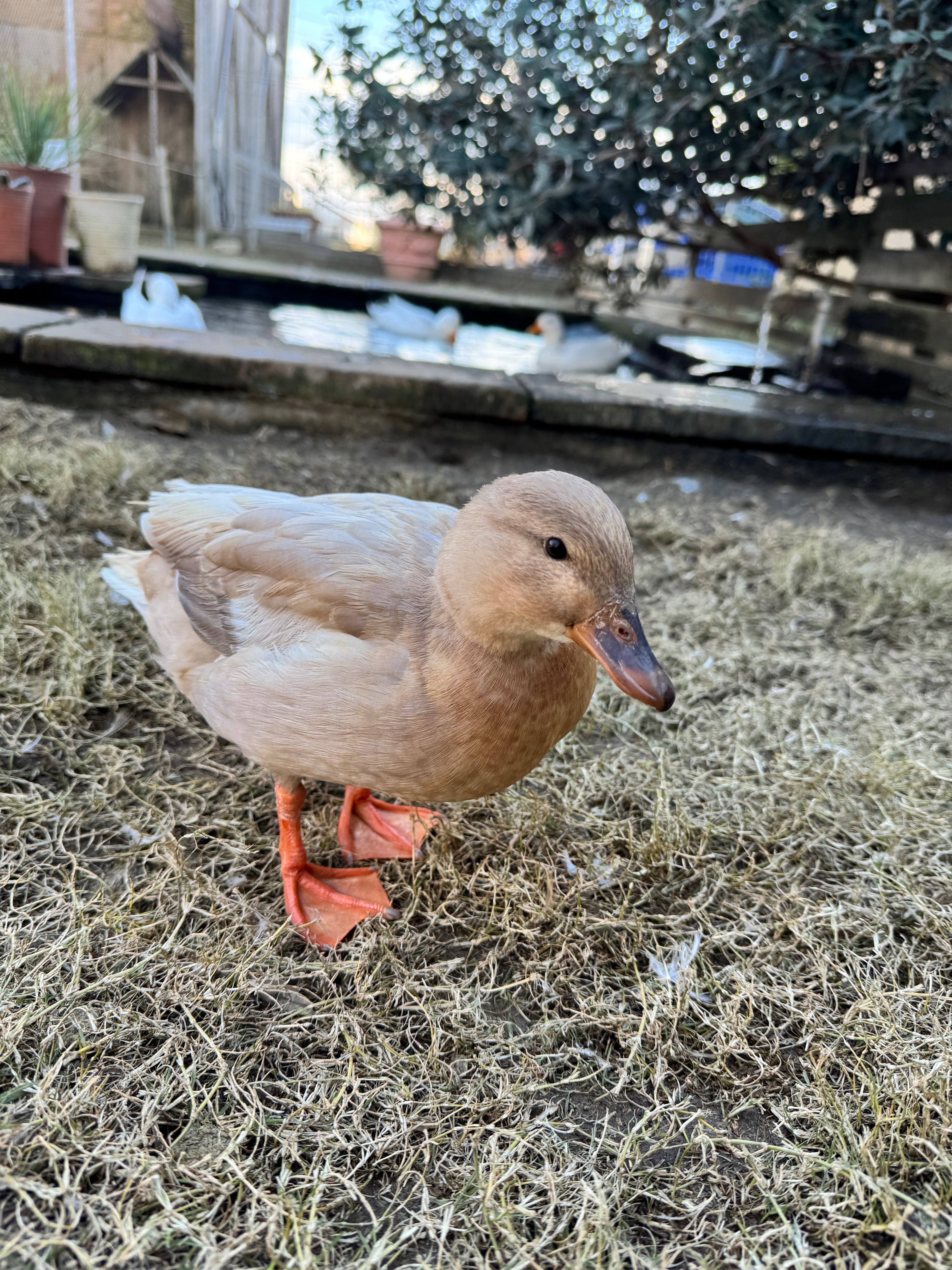 アヒル Amazon.co.jp: ZNUJS(さちえ) コールダック | シミュレーション白い