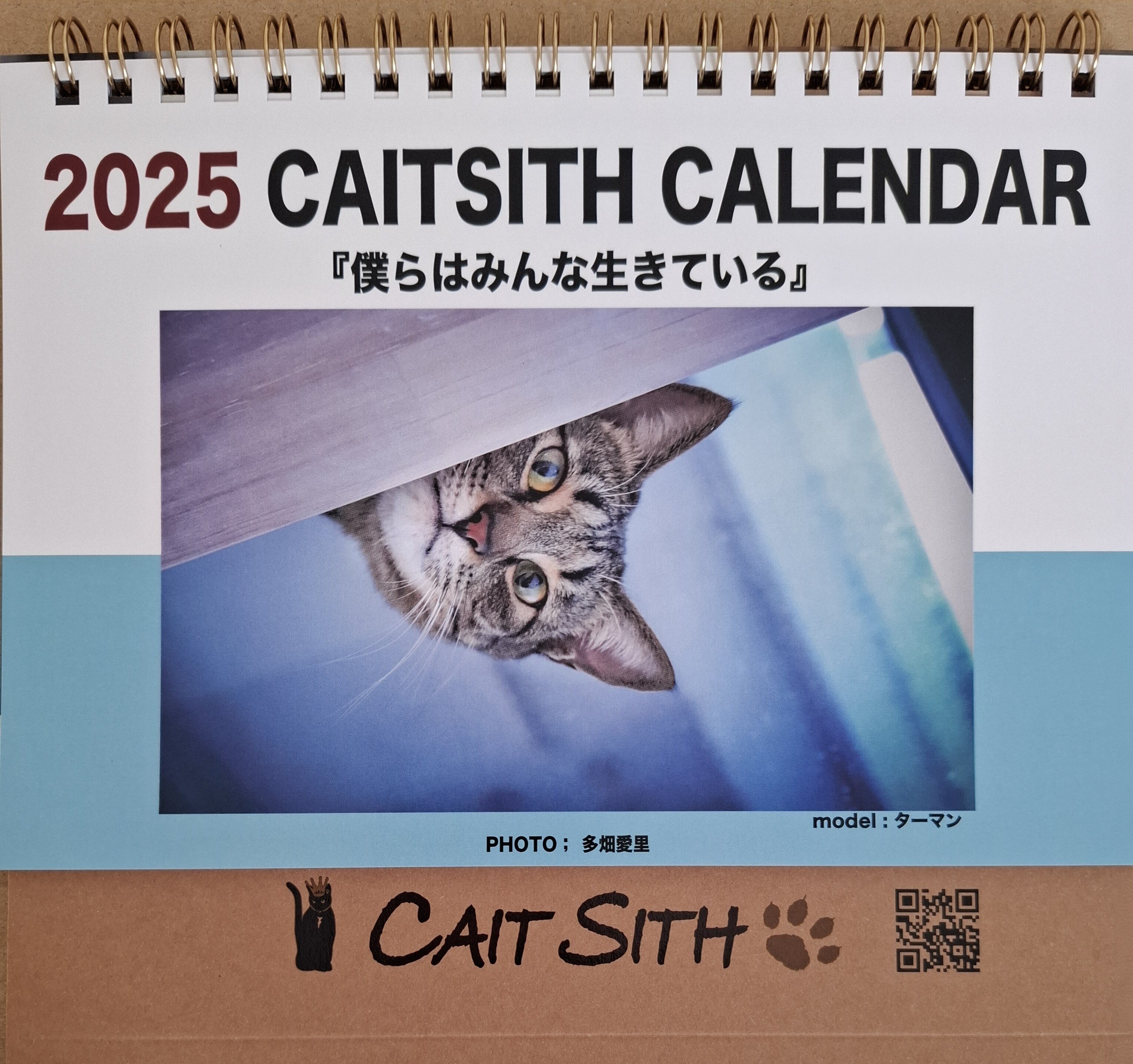 譲渡型猫カフェ「ケット・シー」に行ってきた。｜みつき