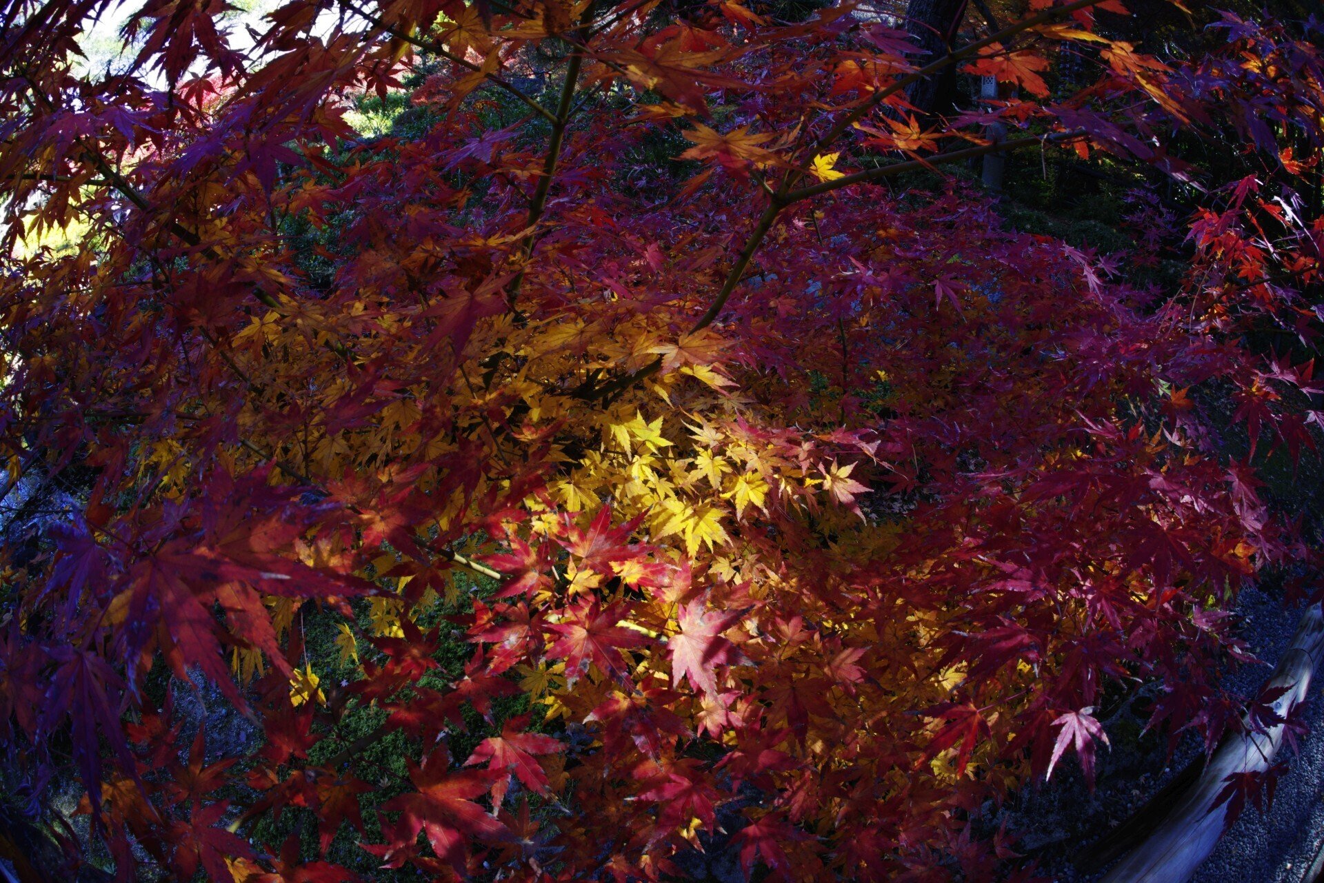 ぎょがーんin Nara (smc PENTAX-F Fish-Eye 17-28mmF3.5-4.5)｜夢望庵