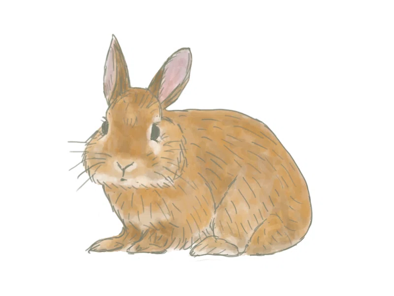 スケッチ157日目「ウサギ」｜㌰㌿