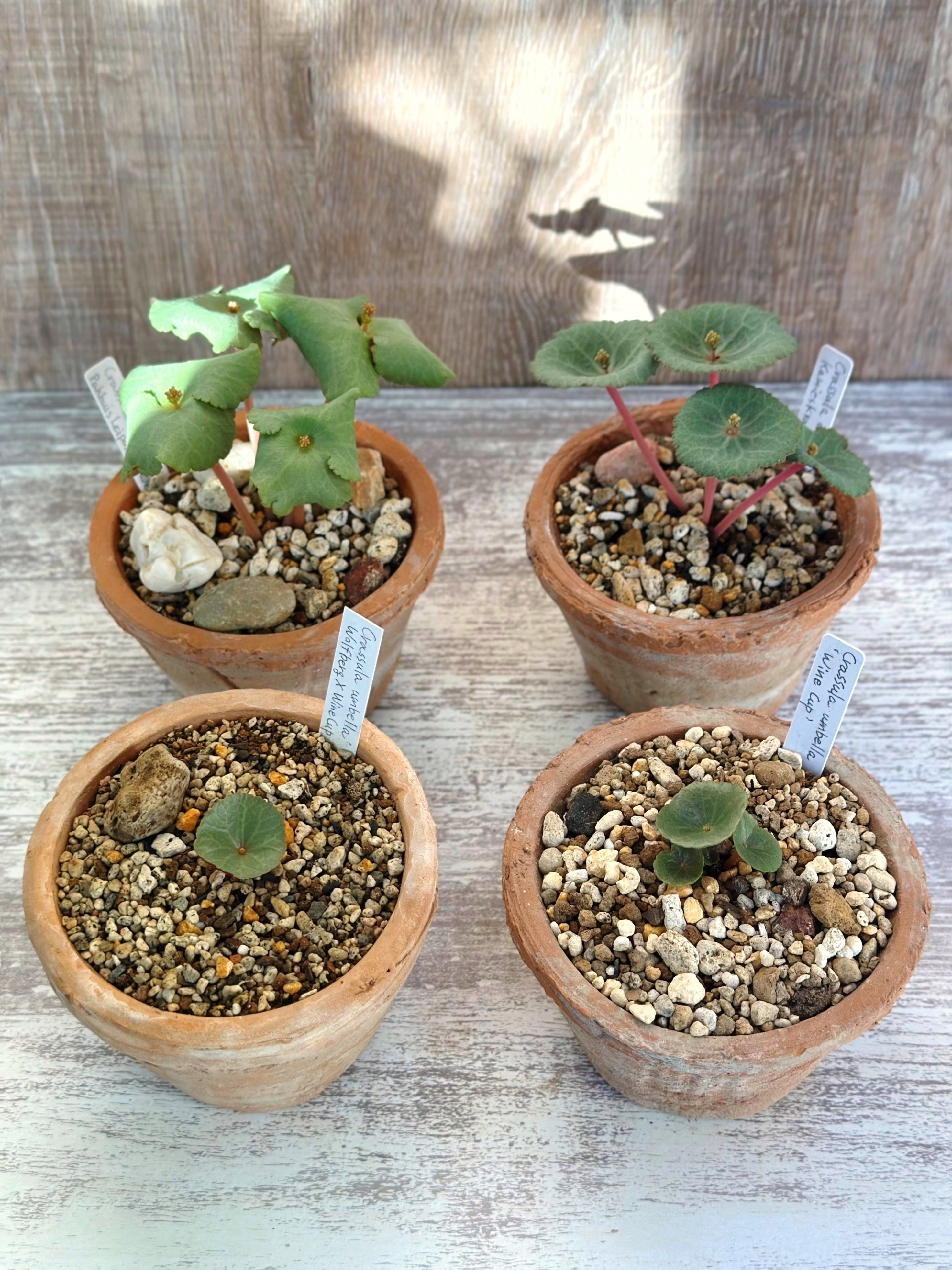 今年のワインカップとか Crassula umbella 達の現在の様子|暇人 今年のワインカップとか Crassula umbella 達の現在の様子|暇人