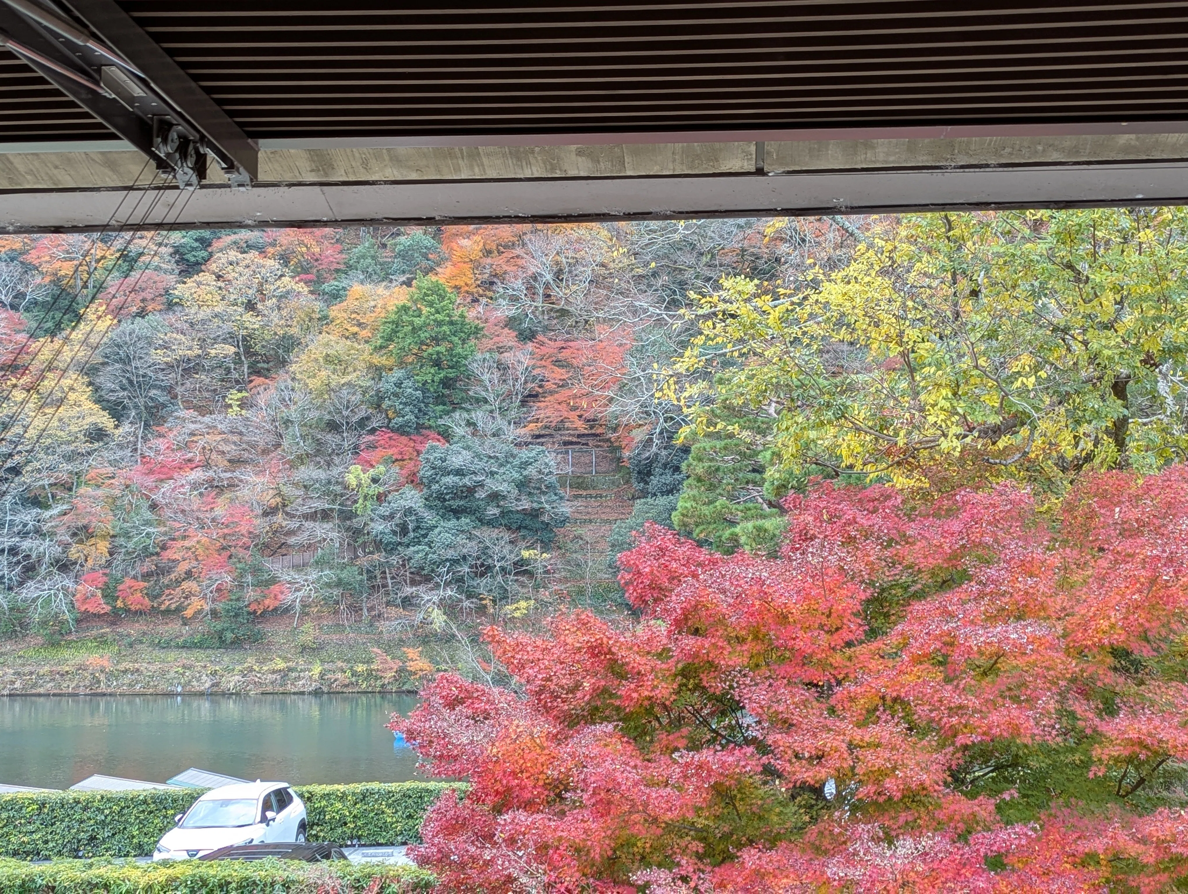 ☆伊藤正一☆「 紅葉の円山公園」　F3号サイズ　新品！ 京都の嵐山に舞い降りた奇跡!! 伊藤若冲の激レアな巻物が世界初公開
